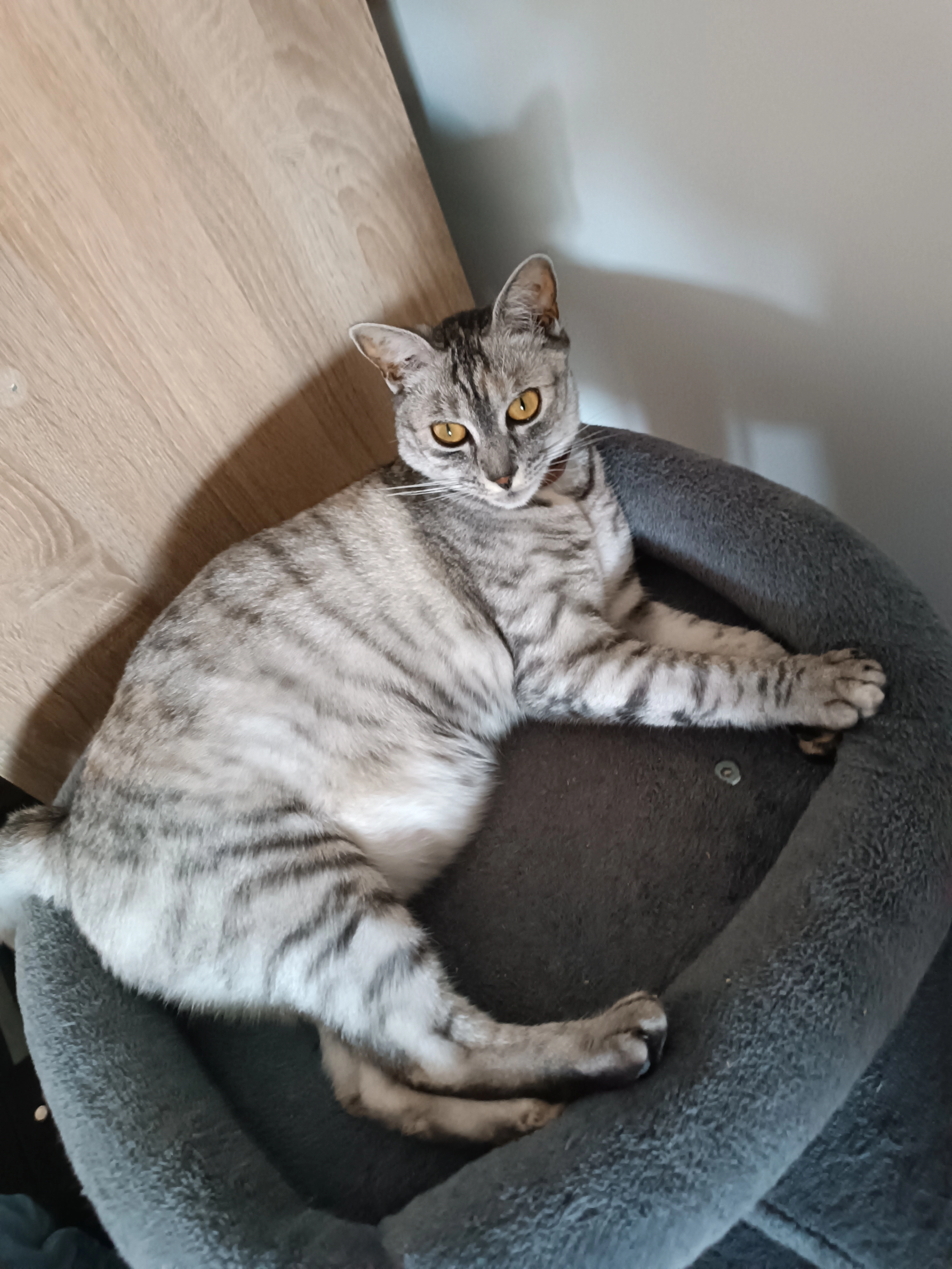 Vanille - 4 Rue de la Laïcité, Nantes