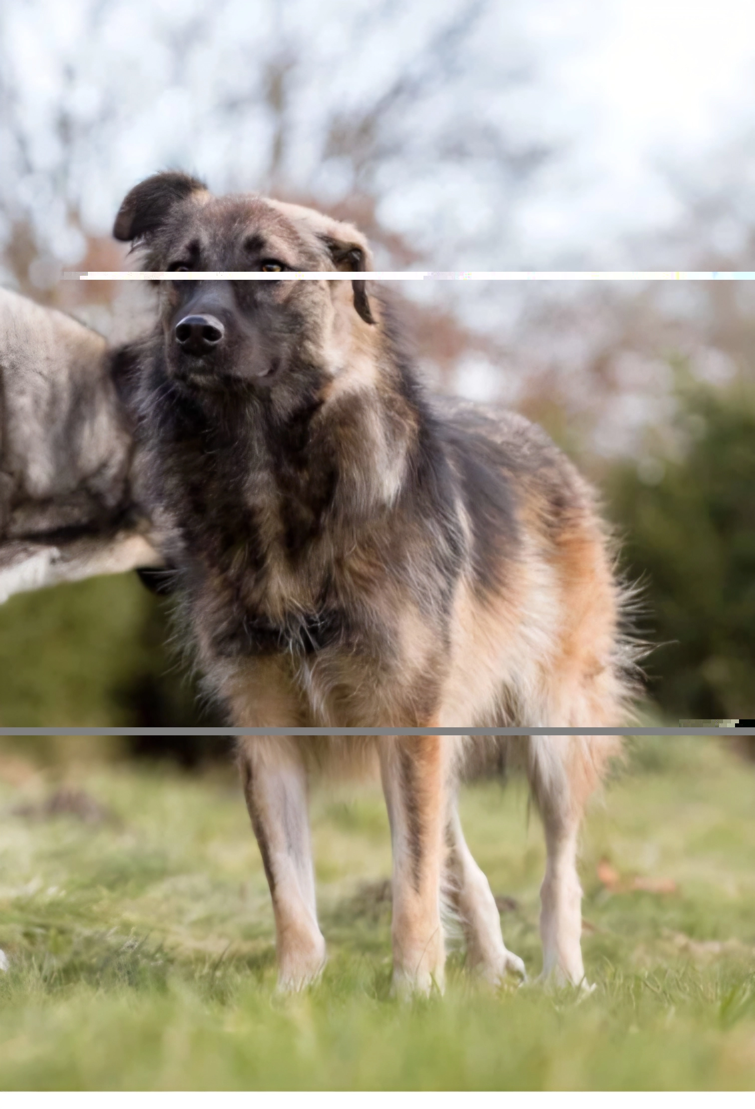 Inuki - Wilhelmshöhe, Rostock