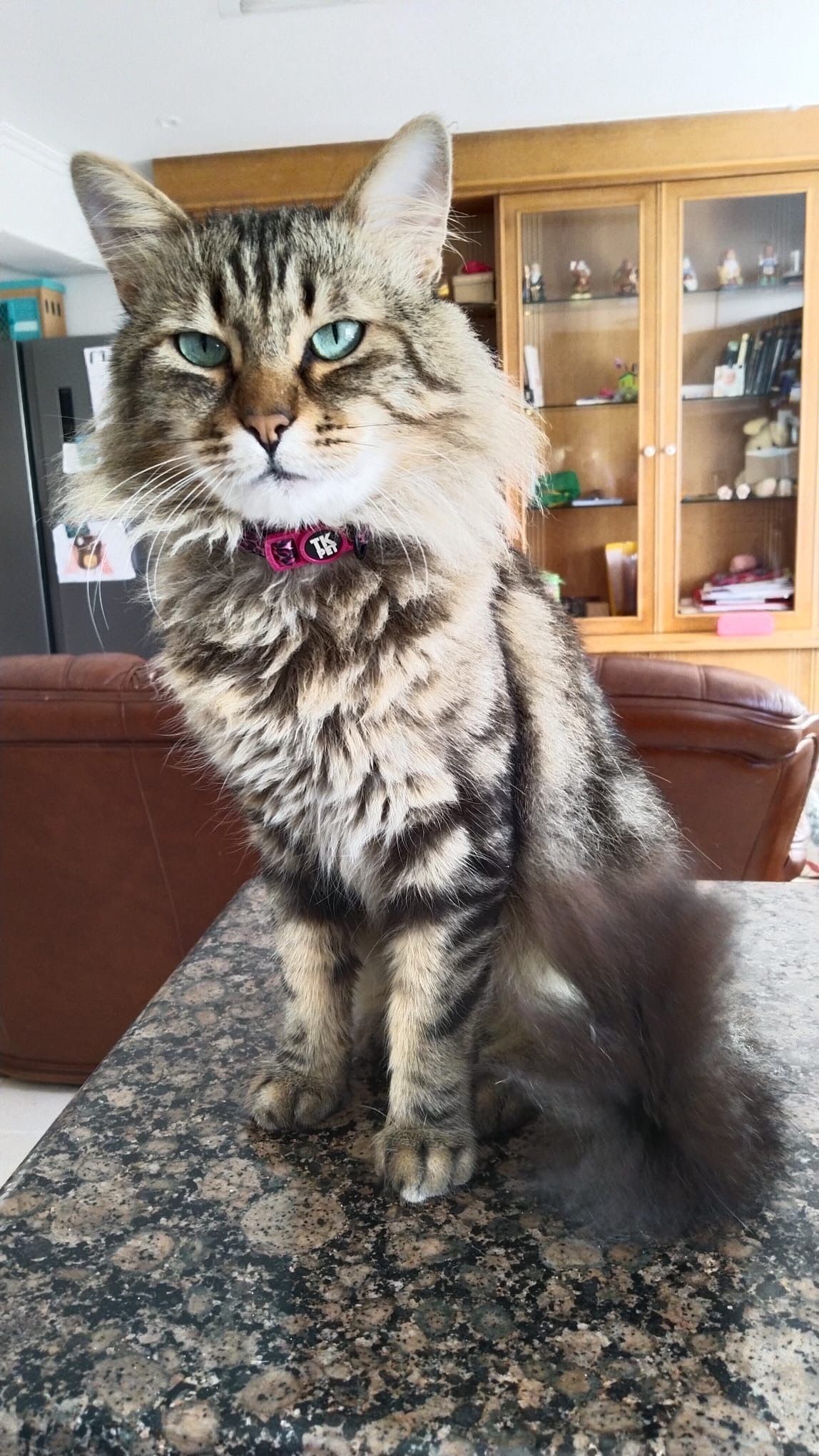 Coco - Lugar de Lamansián, Abegondo