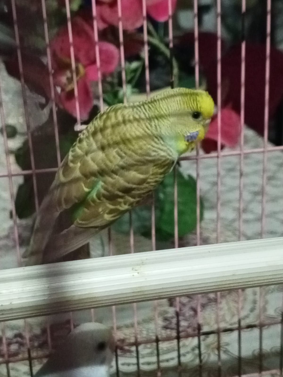 Green - 70300, Seremban