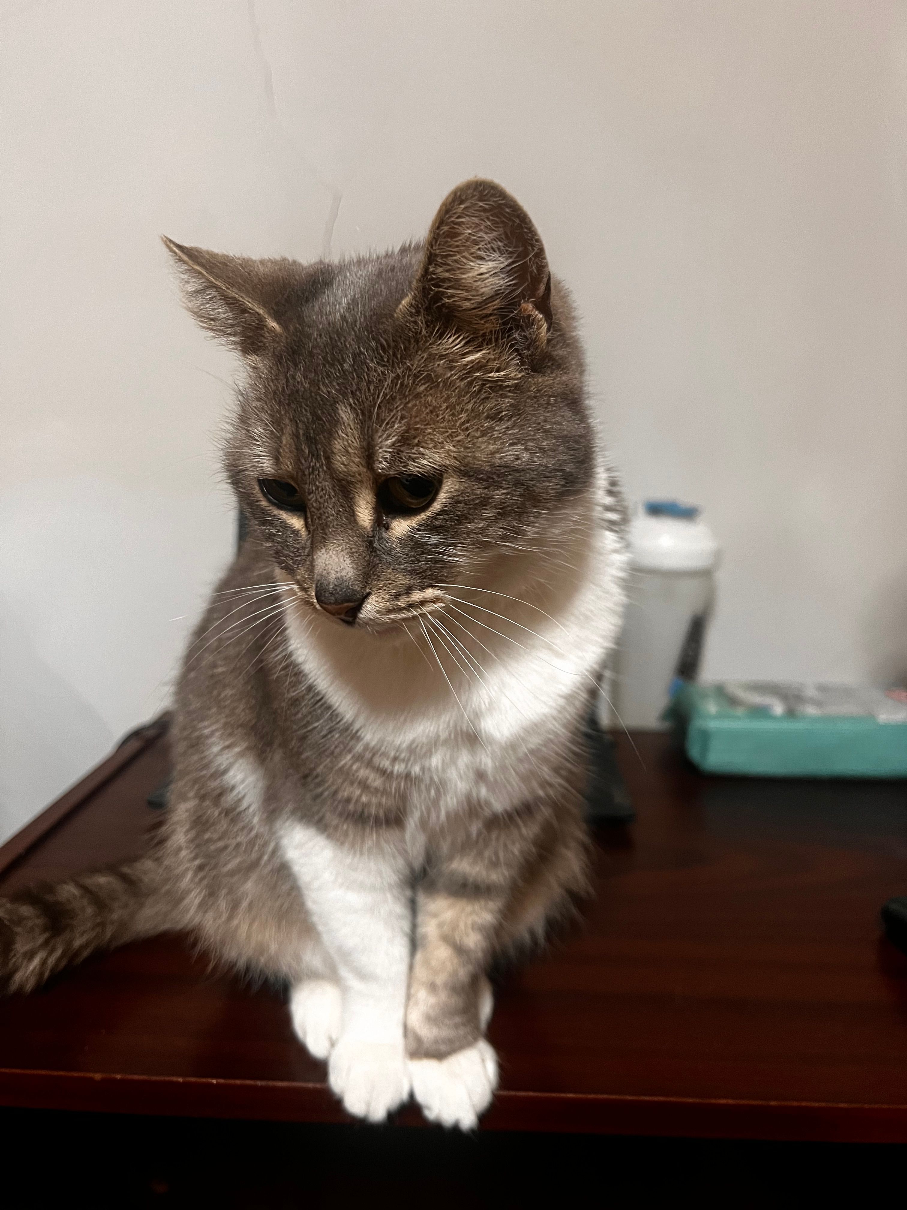 Cherry - Völgyi Utca, Kiskunlacháza