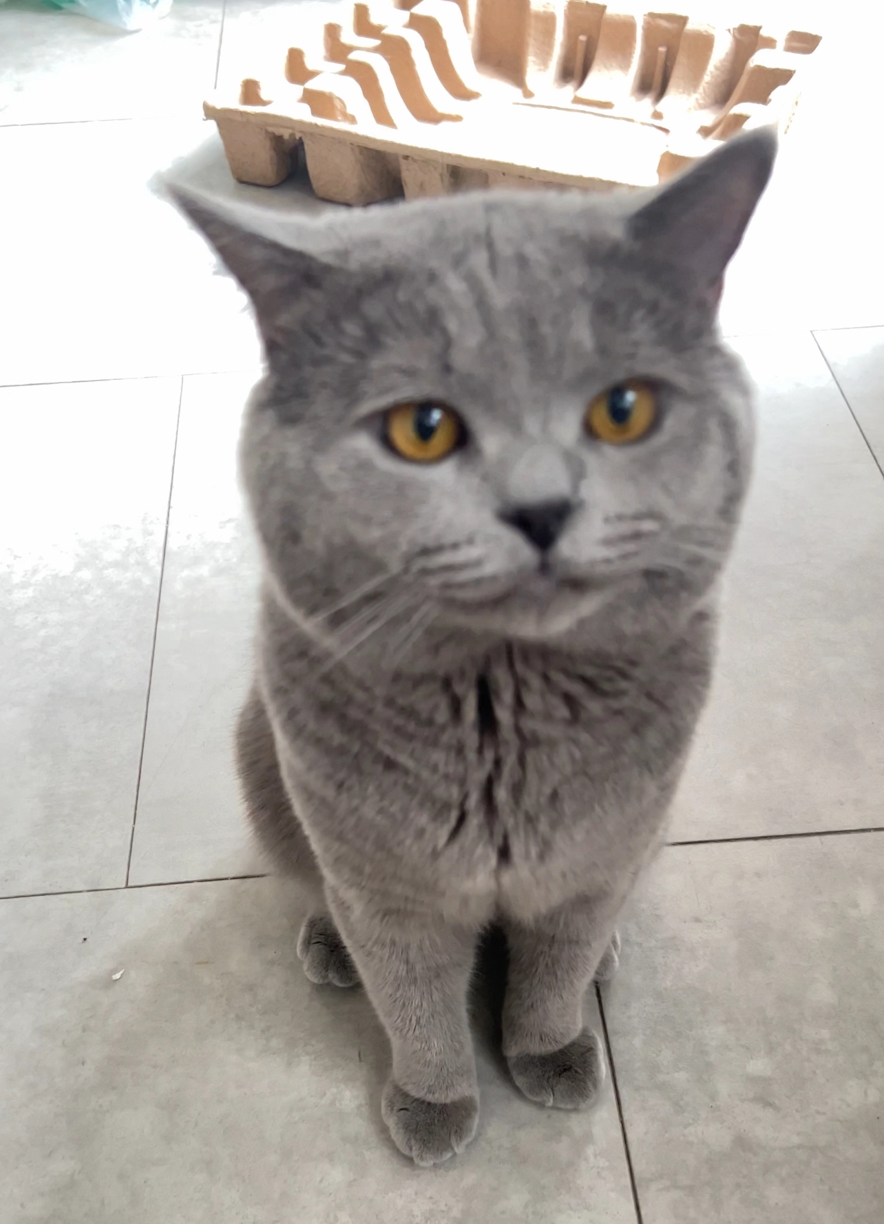 Simba - Wolfhaldenweg, Albershausen