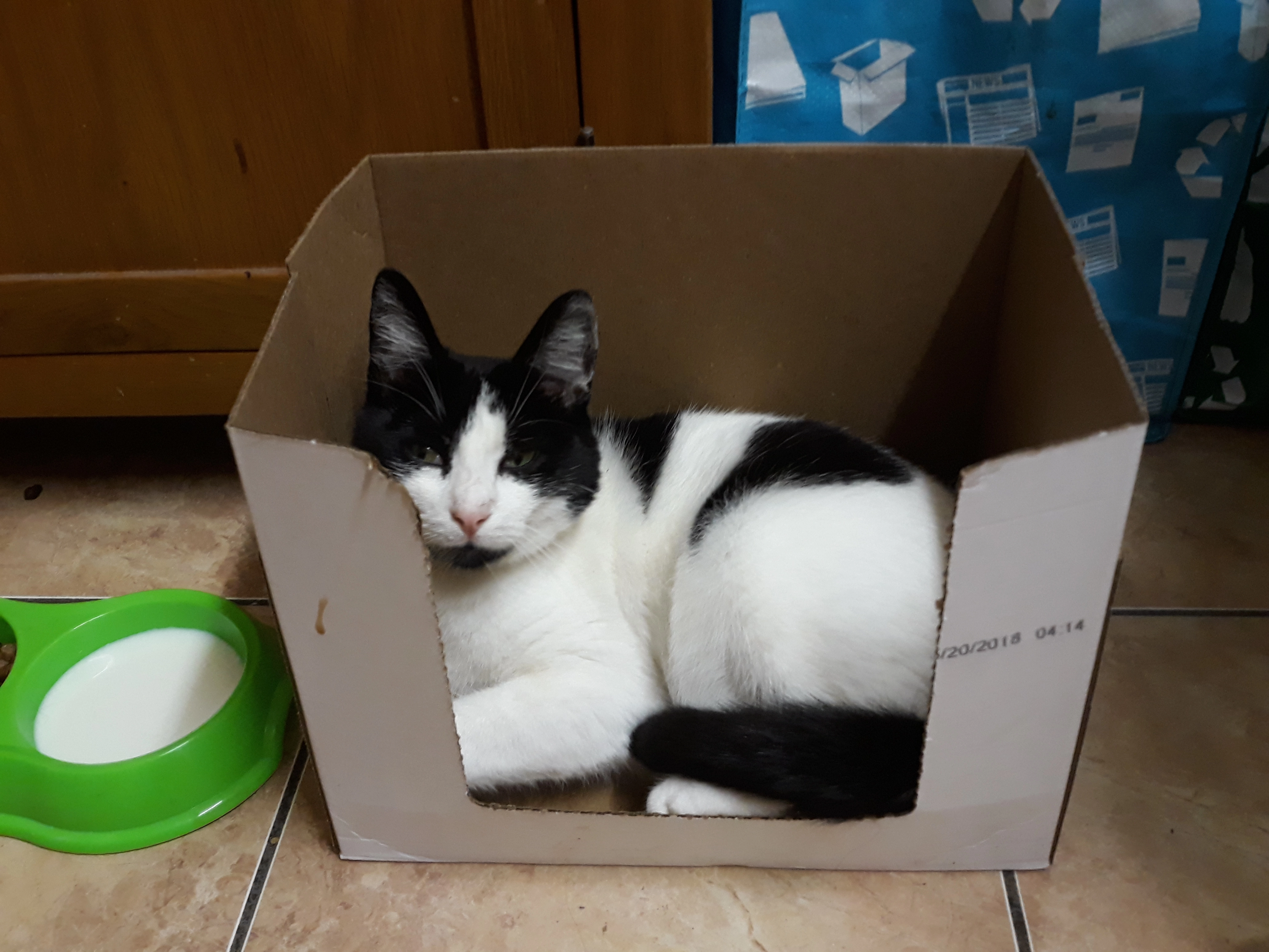 Fluffy. Black and white cat - Riverbank The Rise, St. Mary's