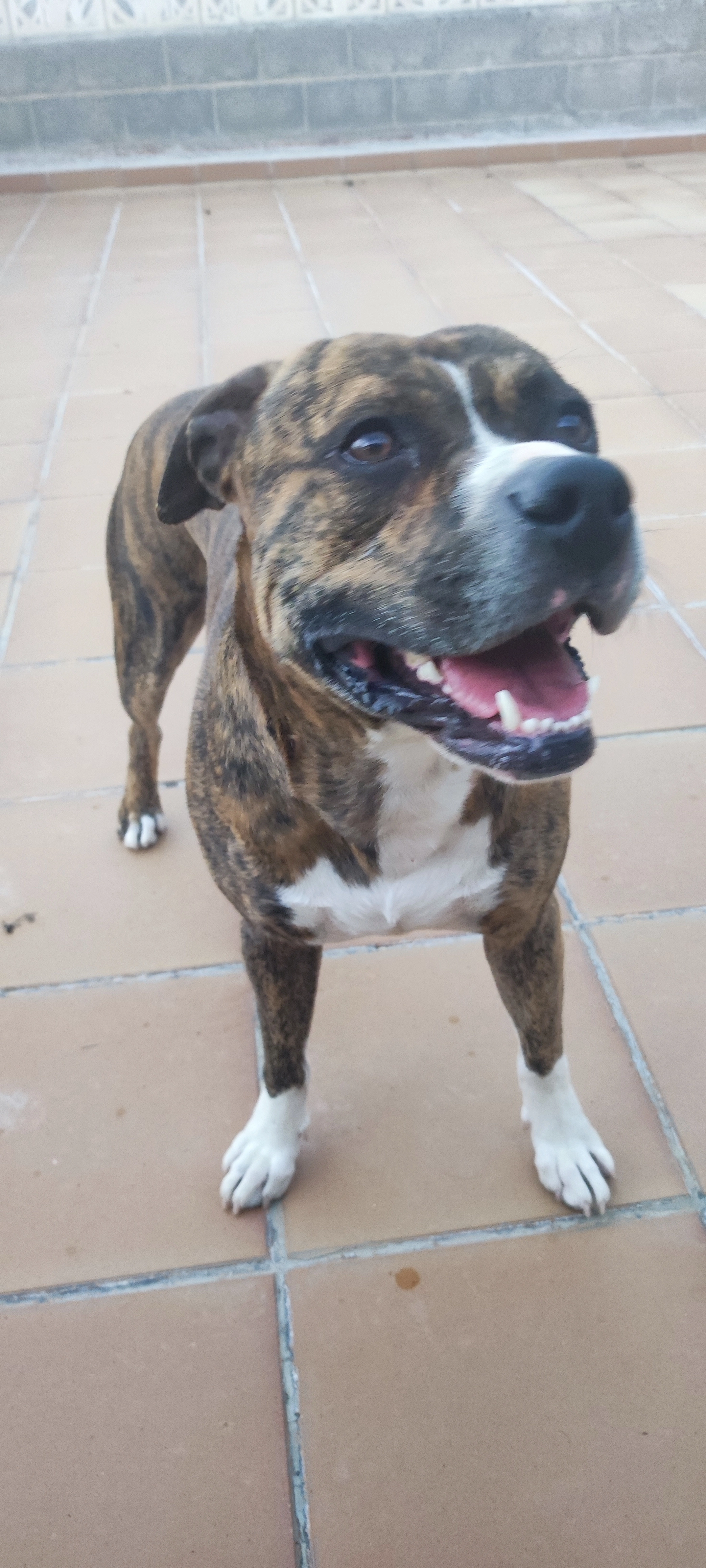 Tiger  - Calle Recaredo, Llíria