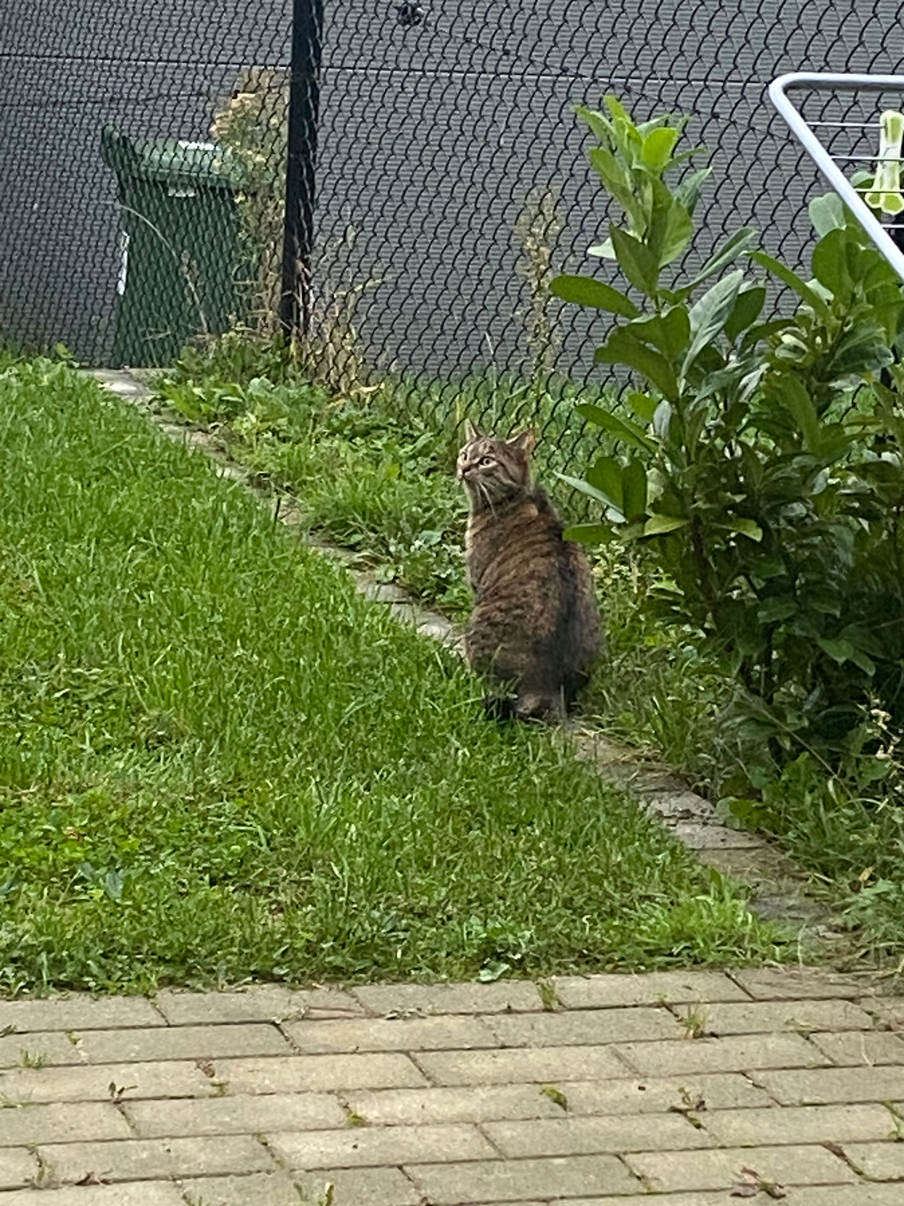 Lucky - Tieltse Mottestraat, Tielt-Winge