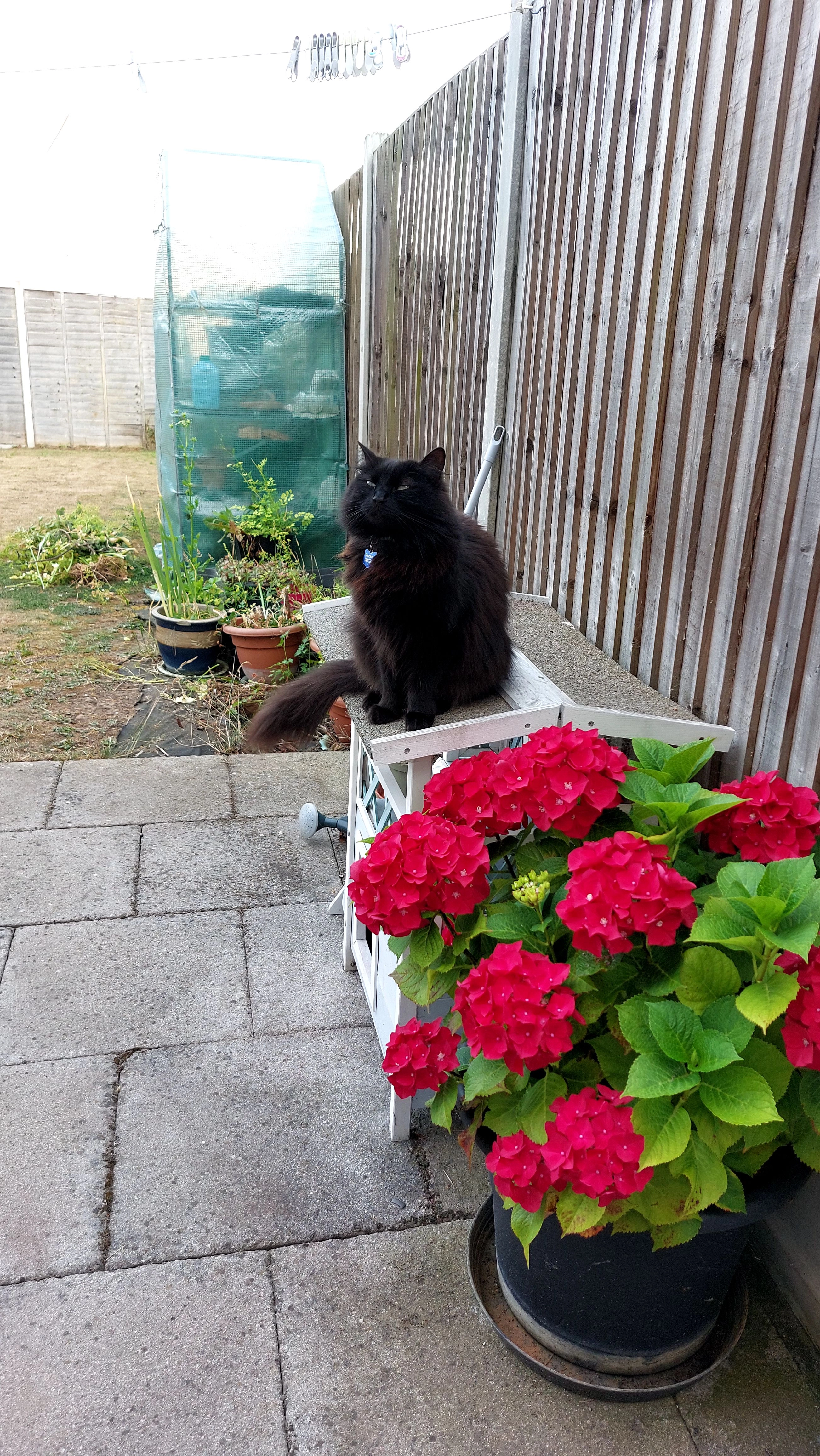 Smokey - Station Road, Frinton-on-Sea