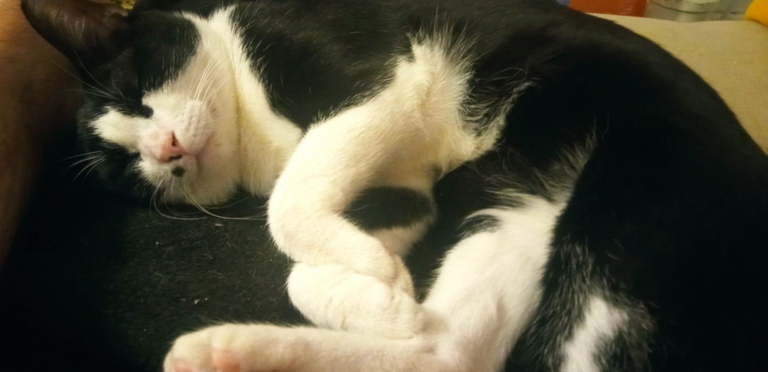 george - Средец, Markovo