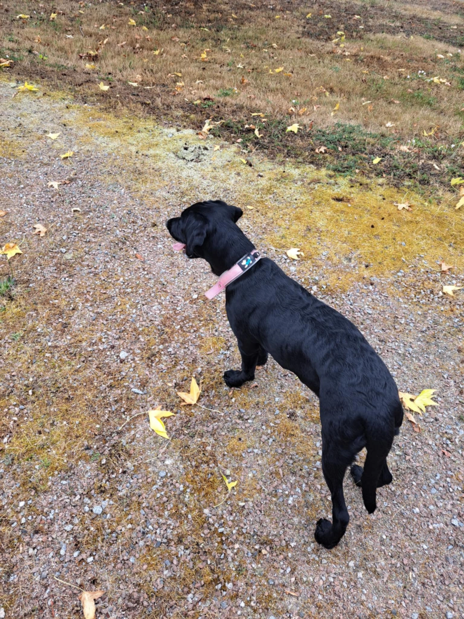 A'Zoée - Rue De L'église, Rebergues