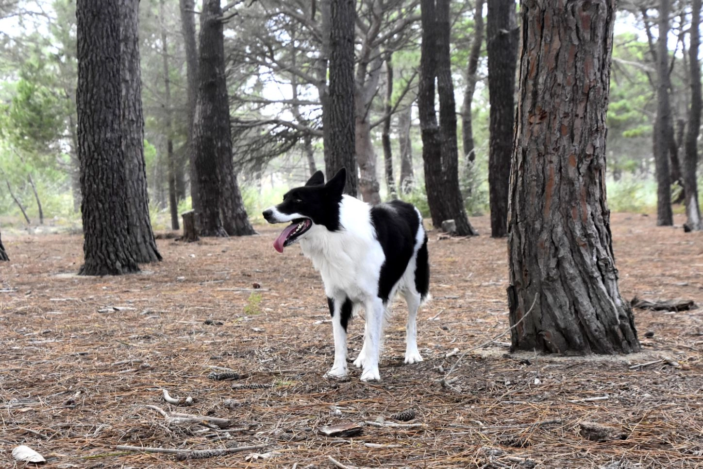 Kreppler  - Avenue Annibal, Le Barcarès