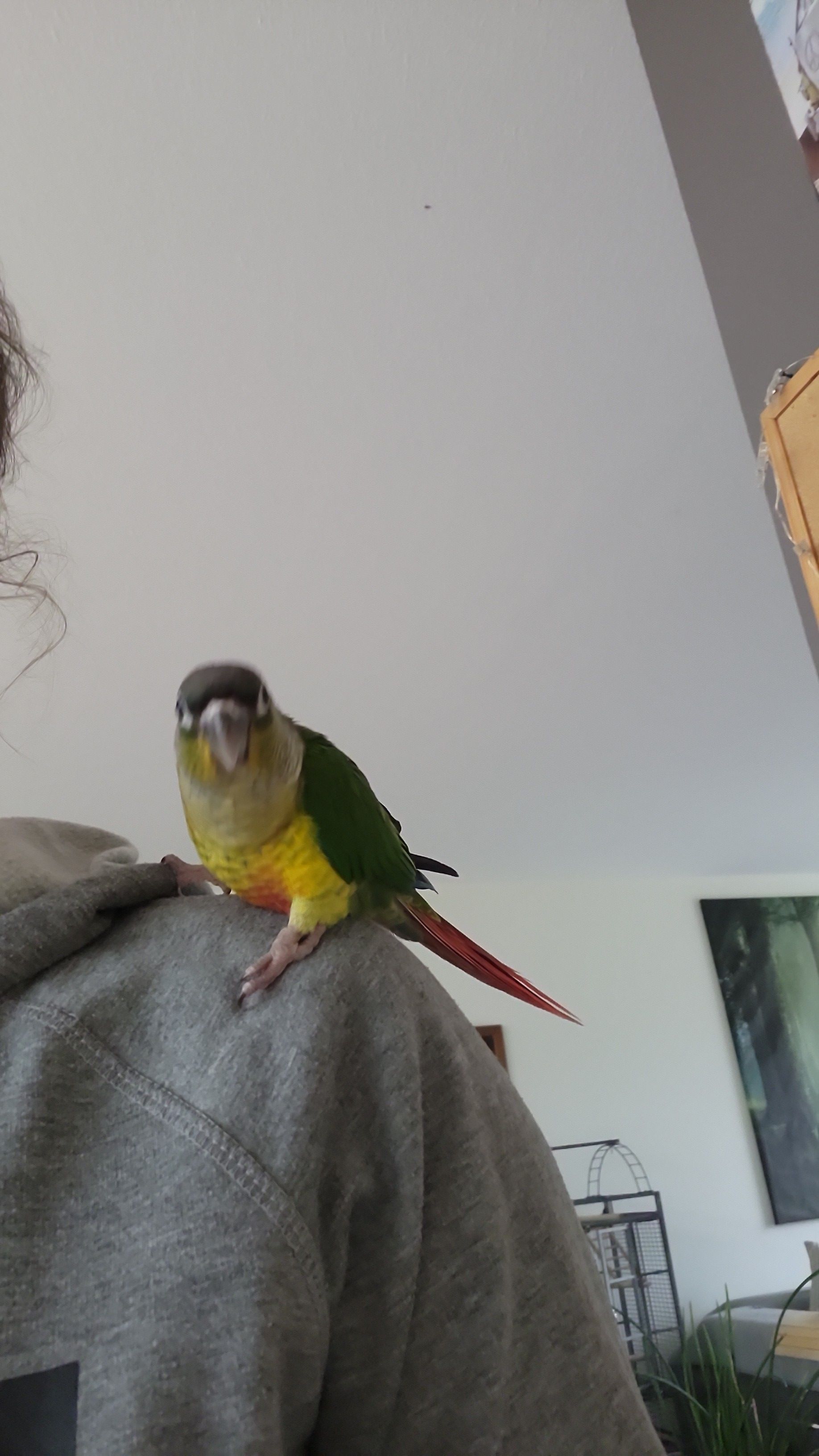 Yusuf - Bouvigne, Eindhoven