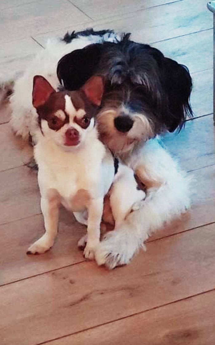 Smany&capitan - Boslaan, Knokke-Heist