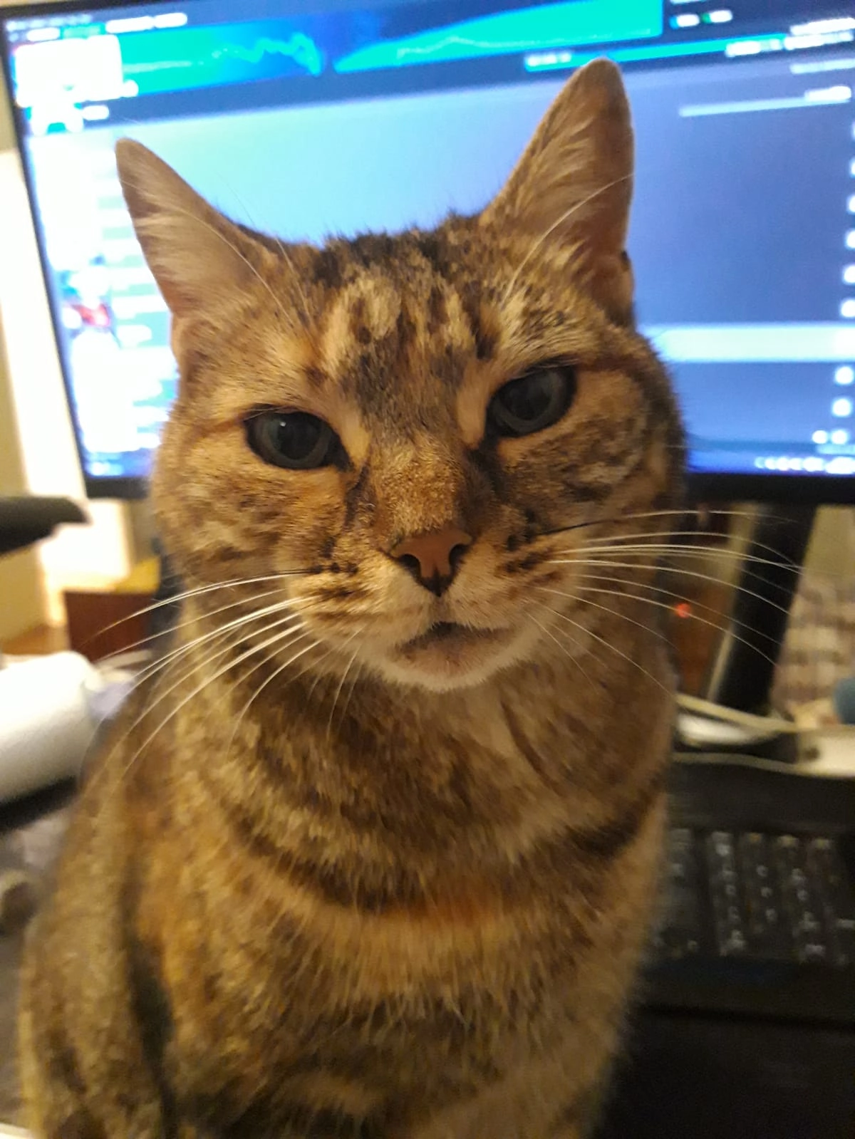 Mia - 93 Route de Salles, Tossiat