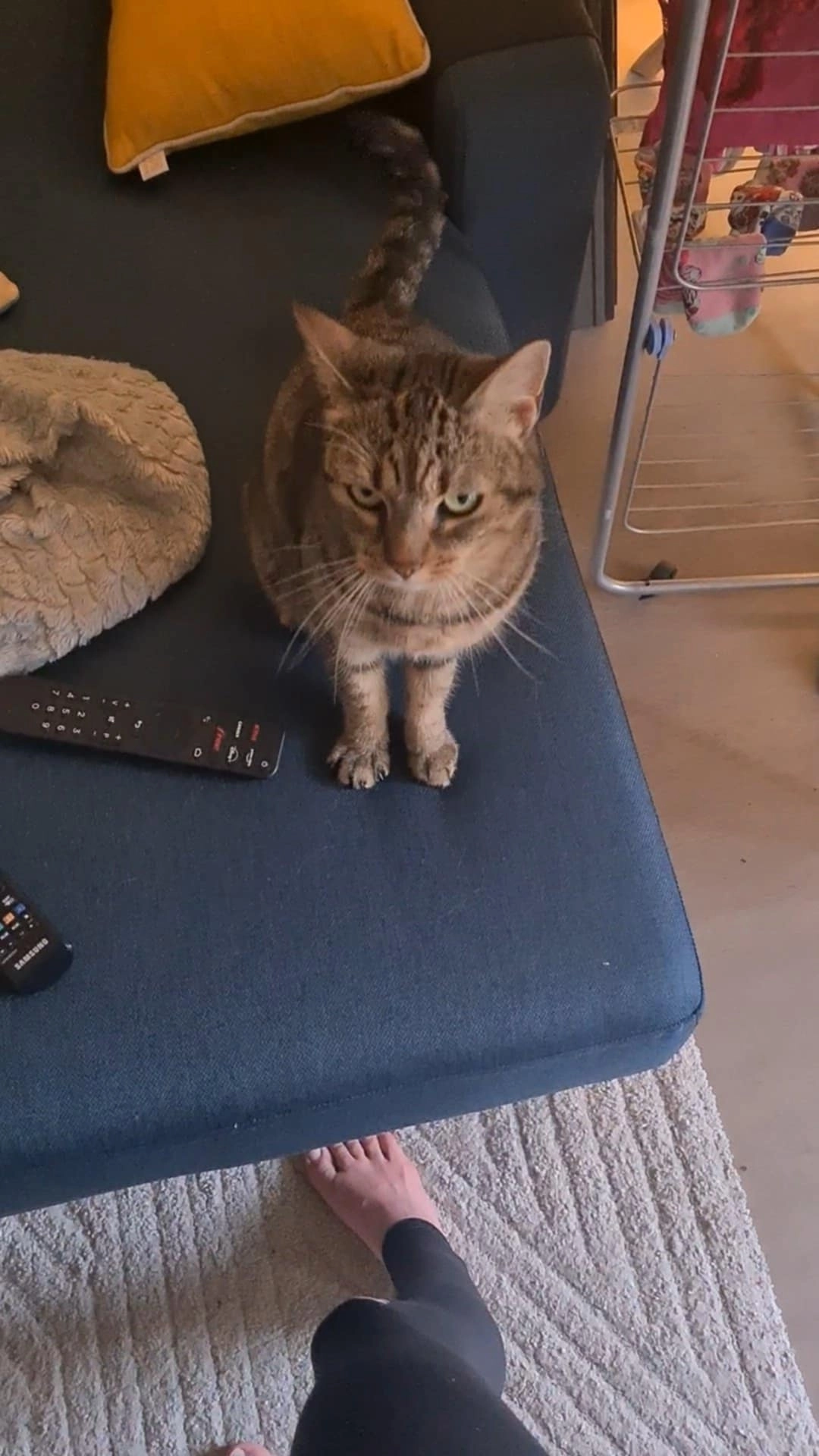 Nami - Avenue du Docteur Fernand Grosse, Mérignac