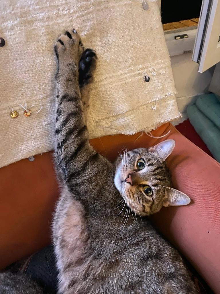 Roquette - 34 Rue Edgar Quinet, Malakoff