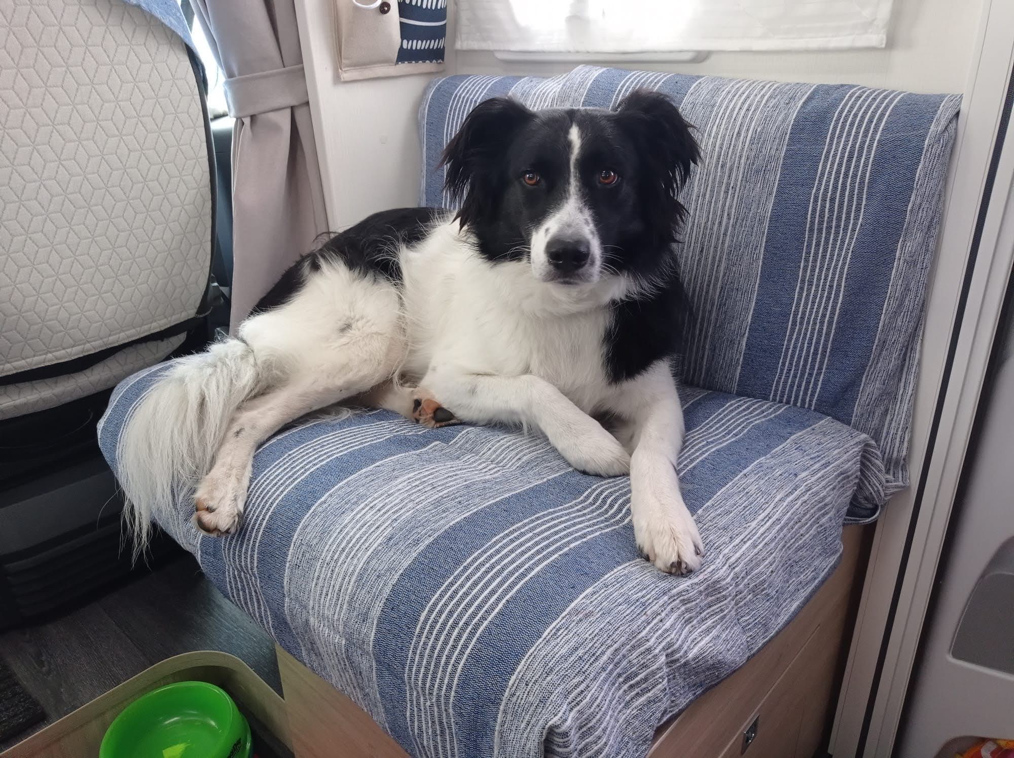 Martina - Strada Carierei numarul 58, Clinceni 077060, Romania, Timiș