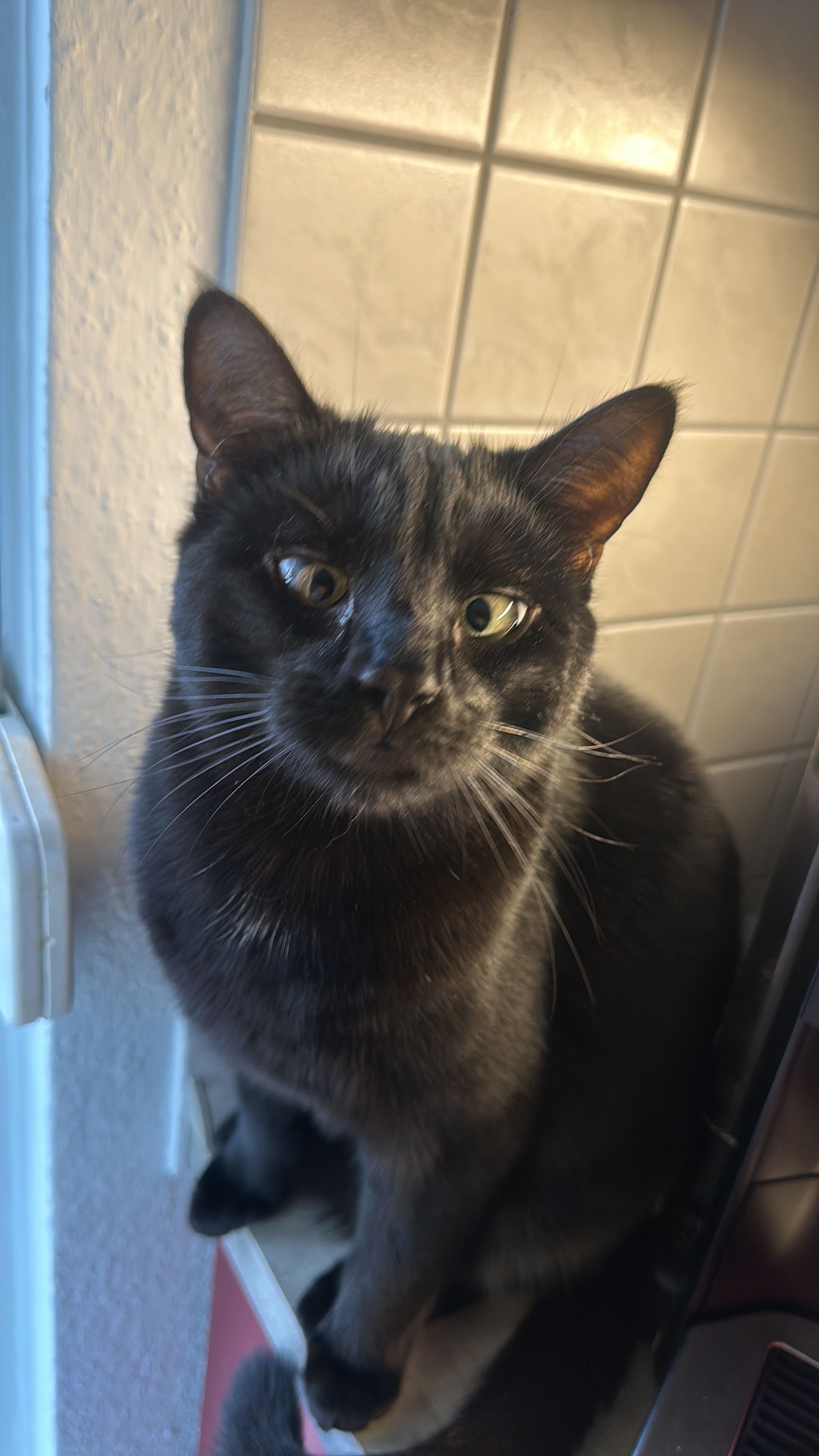 Rocky - Carl-Ringwald-Straße, Emmendingen