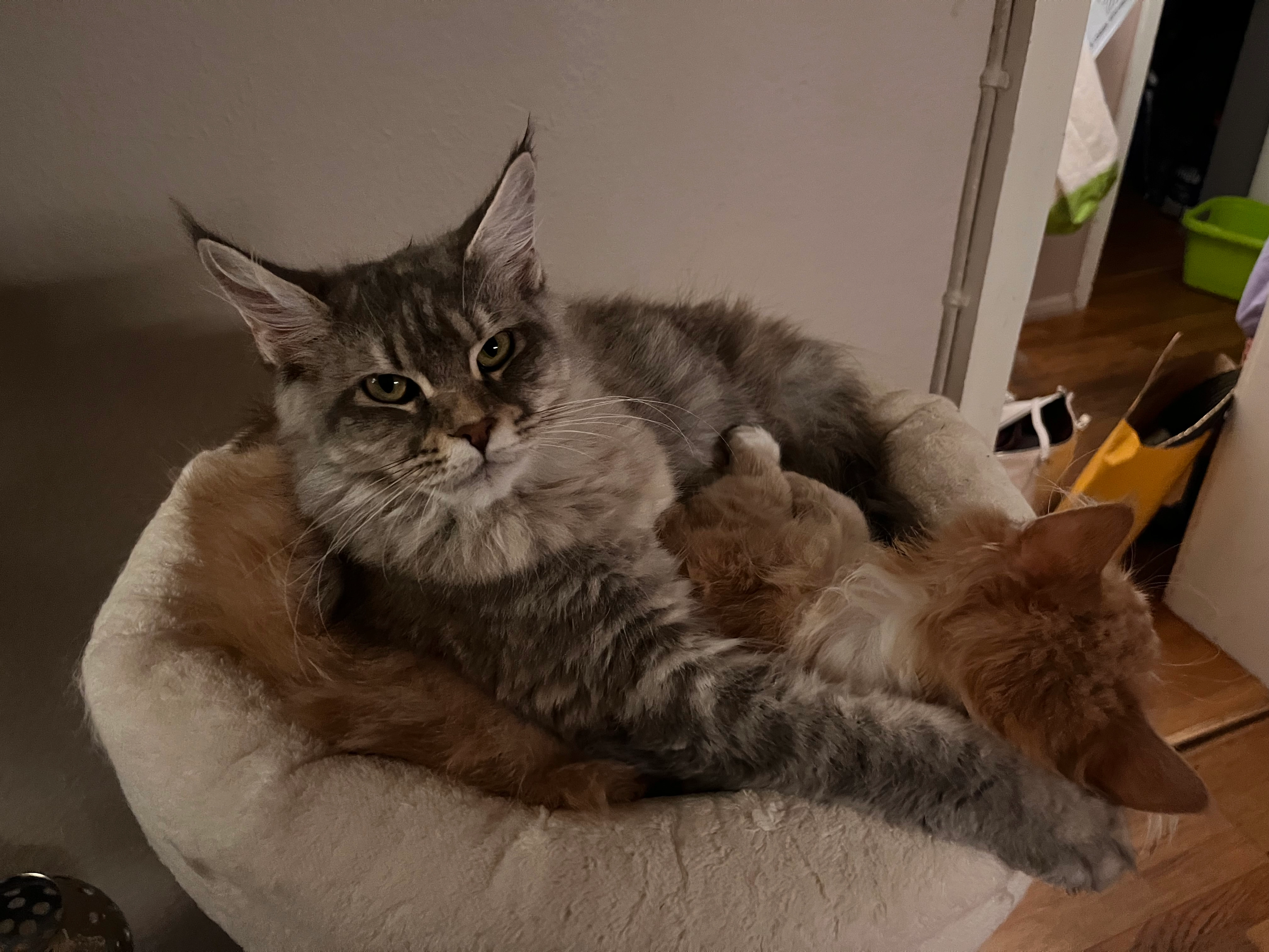 Mayla - Fritz-Geiges-Straße, Freiburg im Breisgau