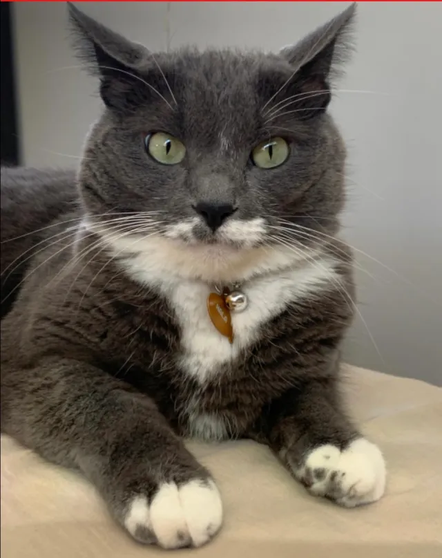 Nala - 1700 241st St, Lomita