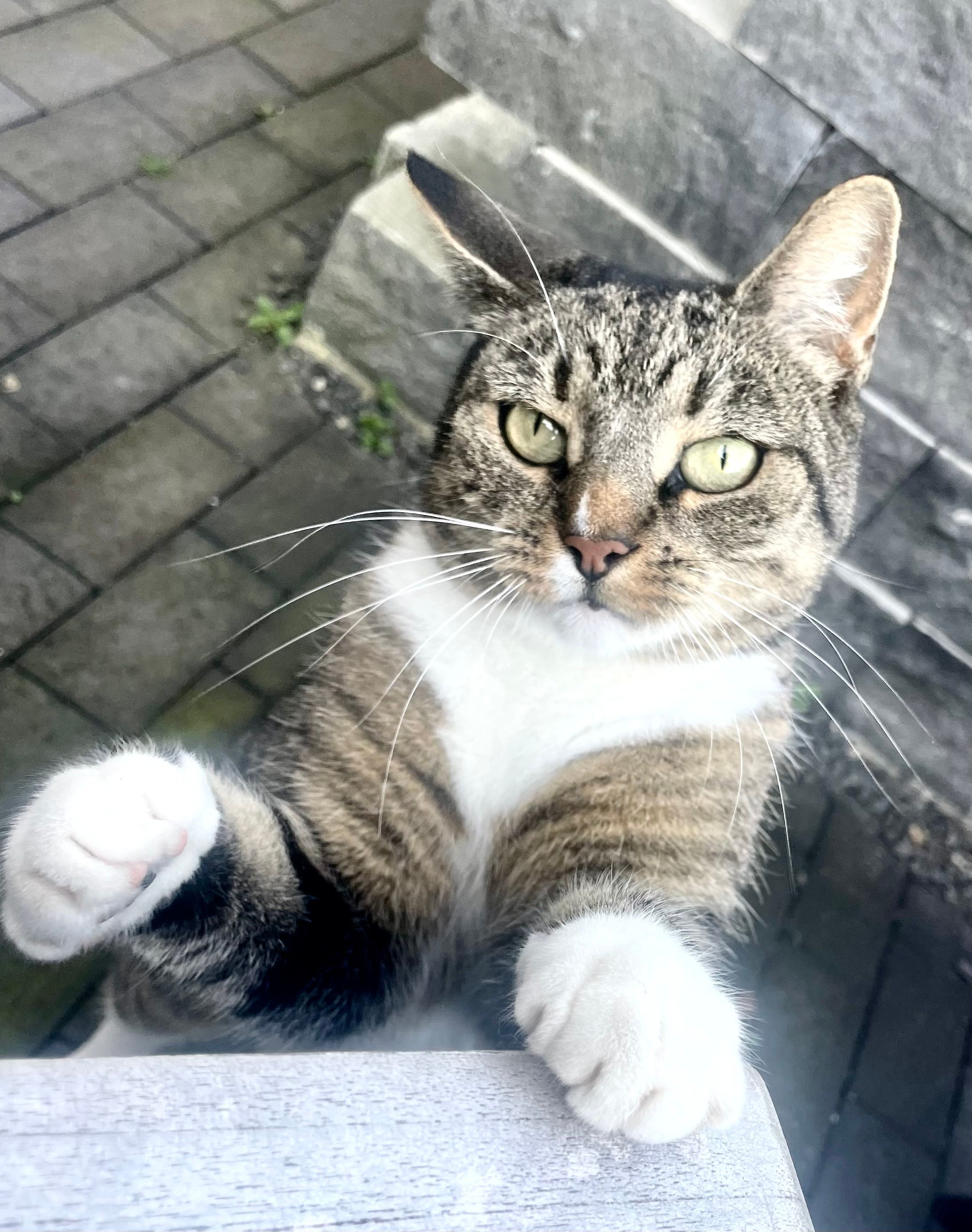 Luna - Kattenhunder Weg, Schleswig