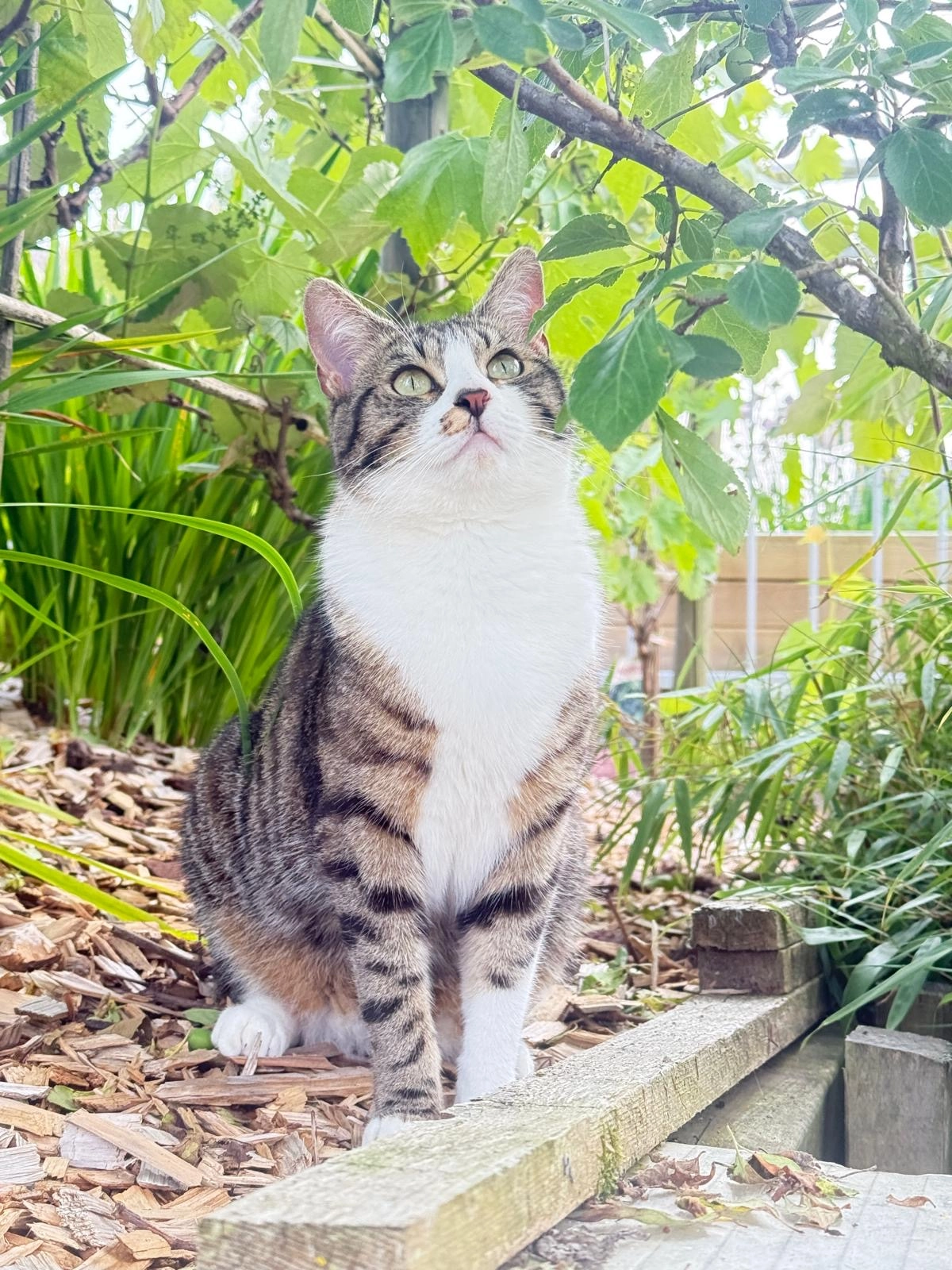 Biby - Föhrenstrasse 20, Wattwil