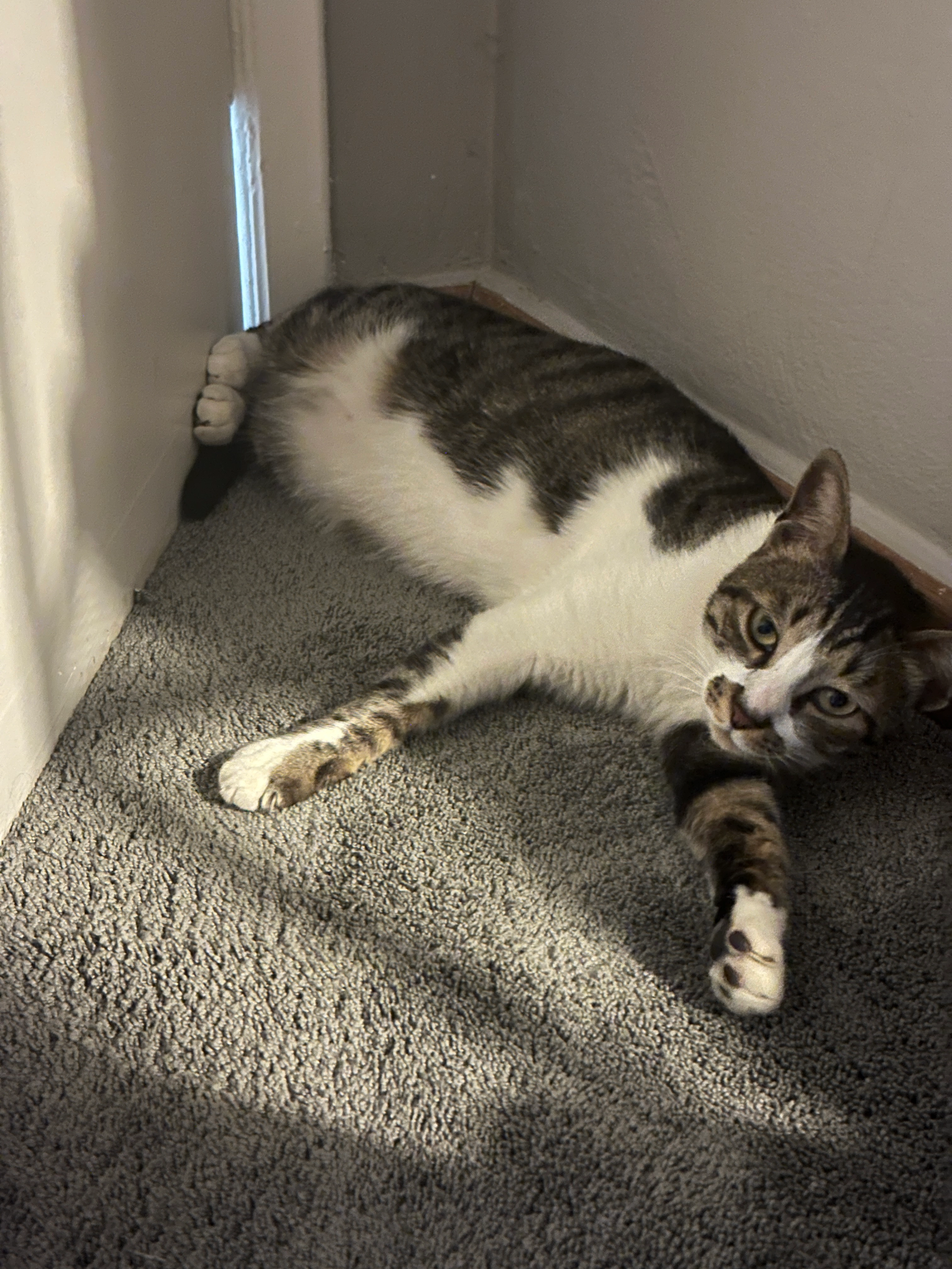 Kush kush  - Fawaz Maher Street, Al Jama'a