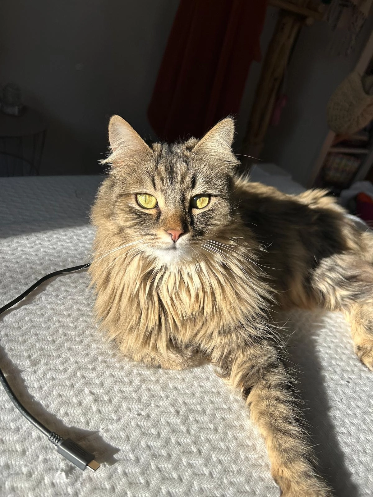 Gulu - Radetzkystraße, Augsburg