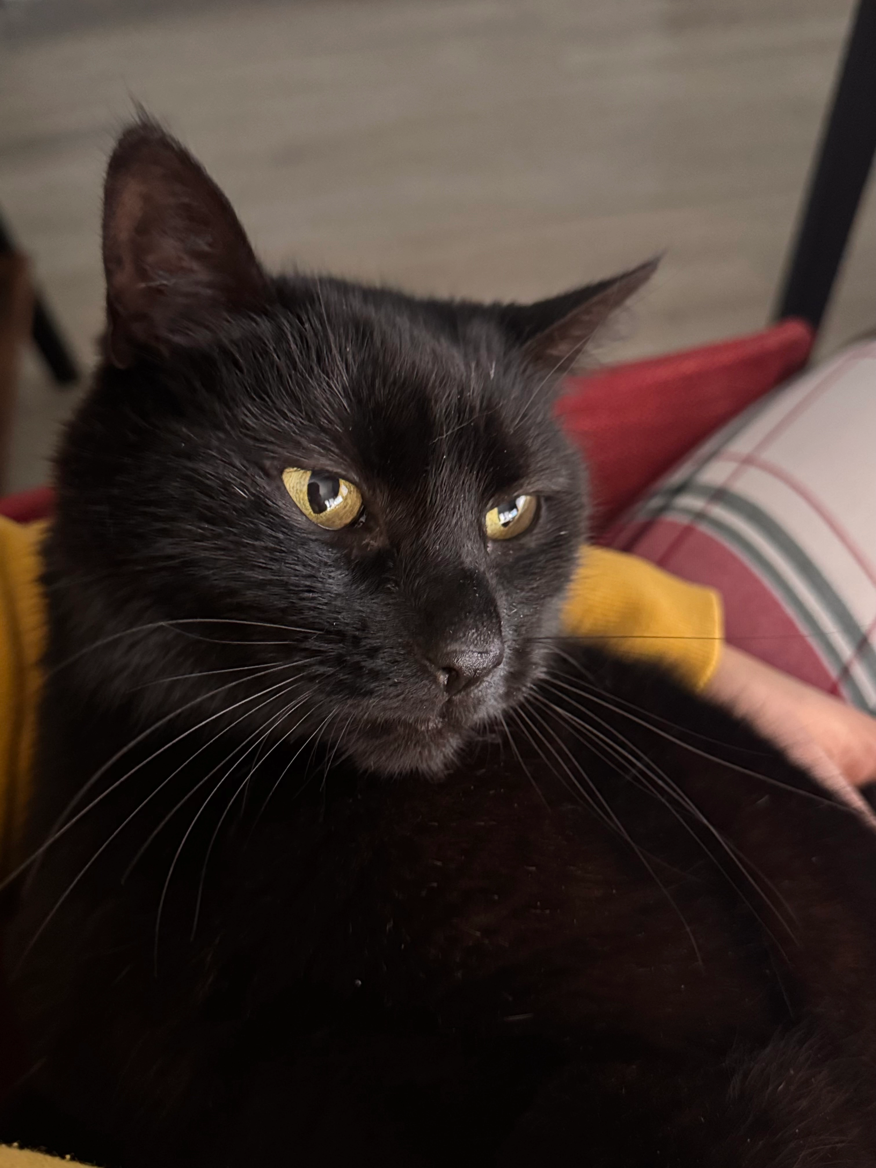 Kiki - Johann-Scheider-Gasse, Gerasdorf bei Wien