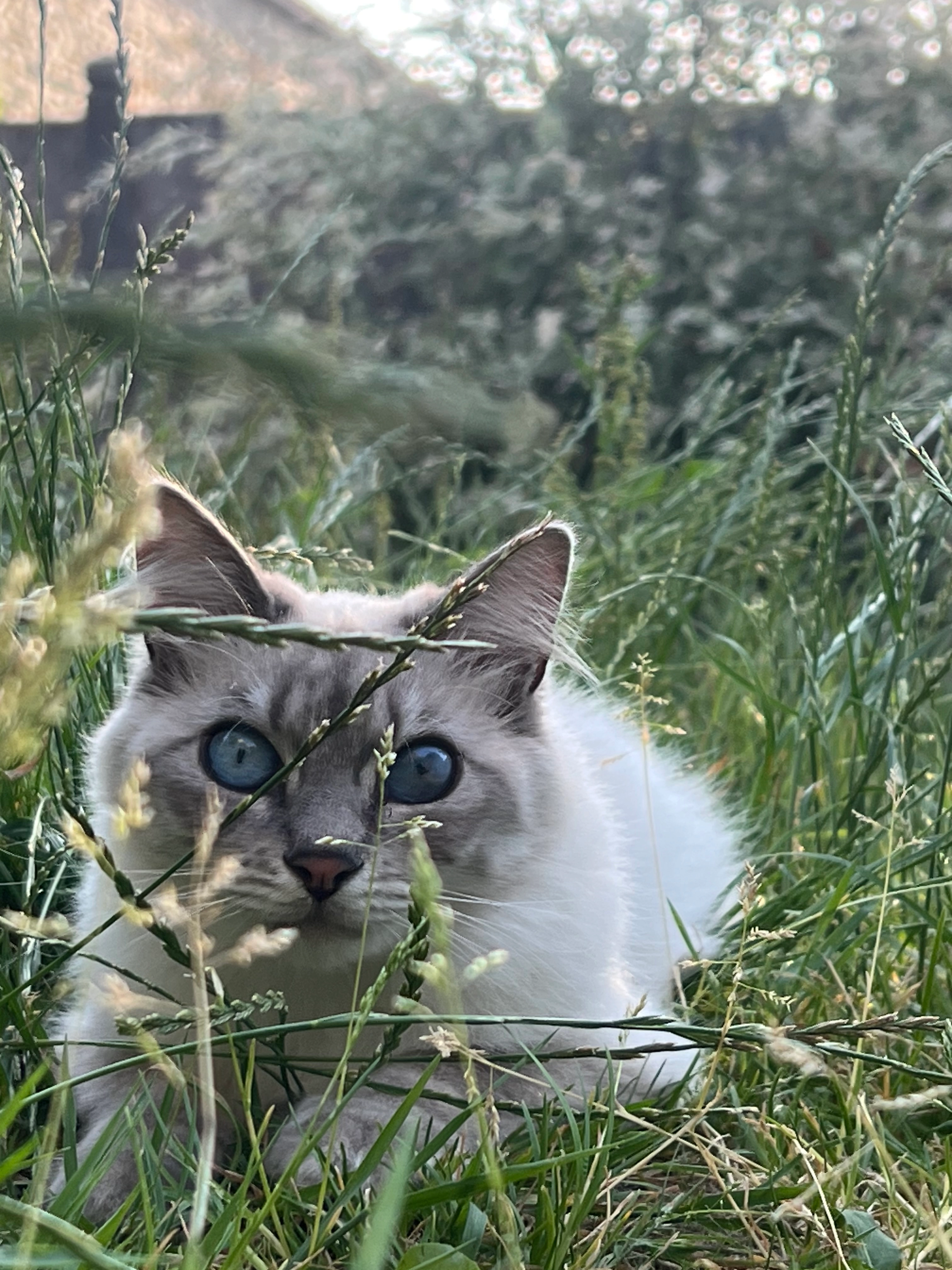 Nezumi  - 18 Rue Le Mauff de Kergal, Questembert