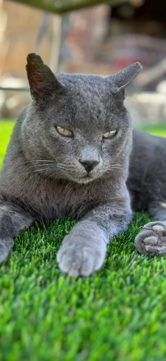 Cat Daddy - N Indian Canyon Dr, Palm Springs