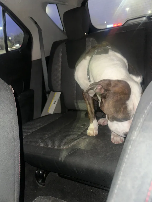 not mine - i found the dog - Berry Road, Accokeek