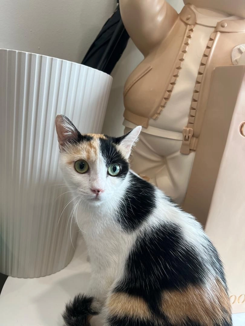 Angelina  - 79200, Nusajaya