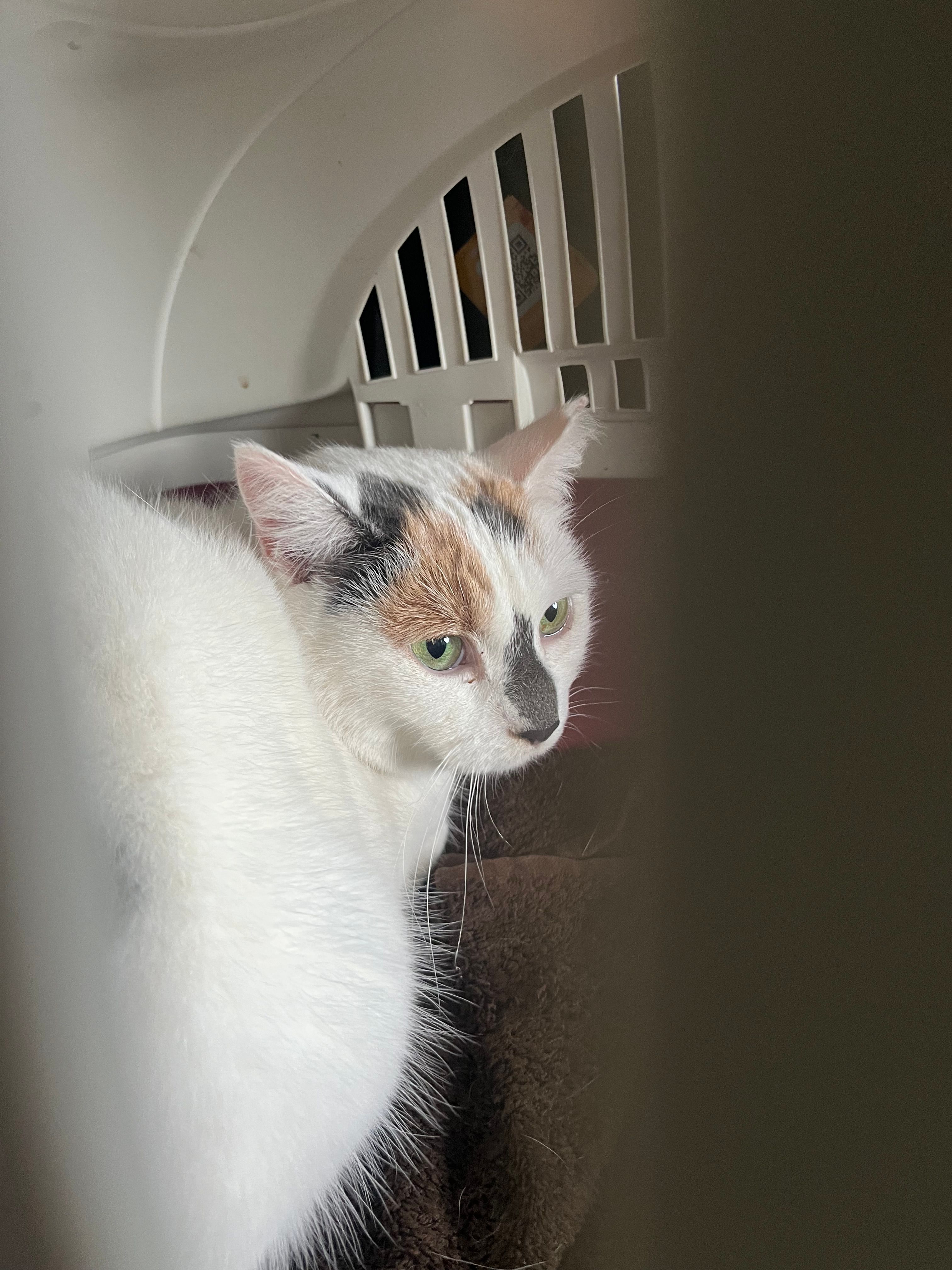 Cleo - LE15 7, Oakham