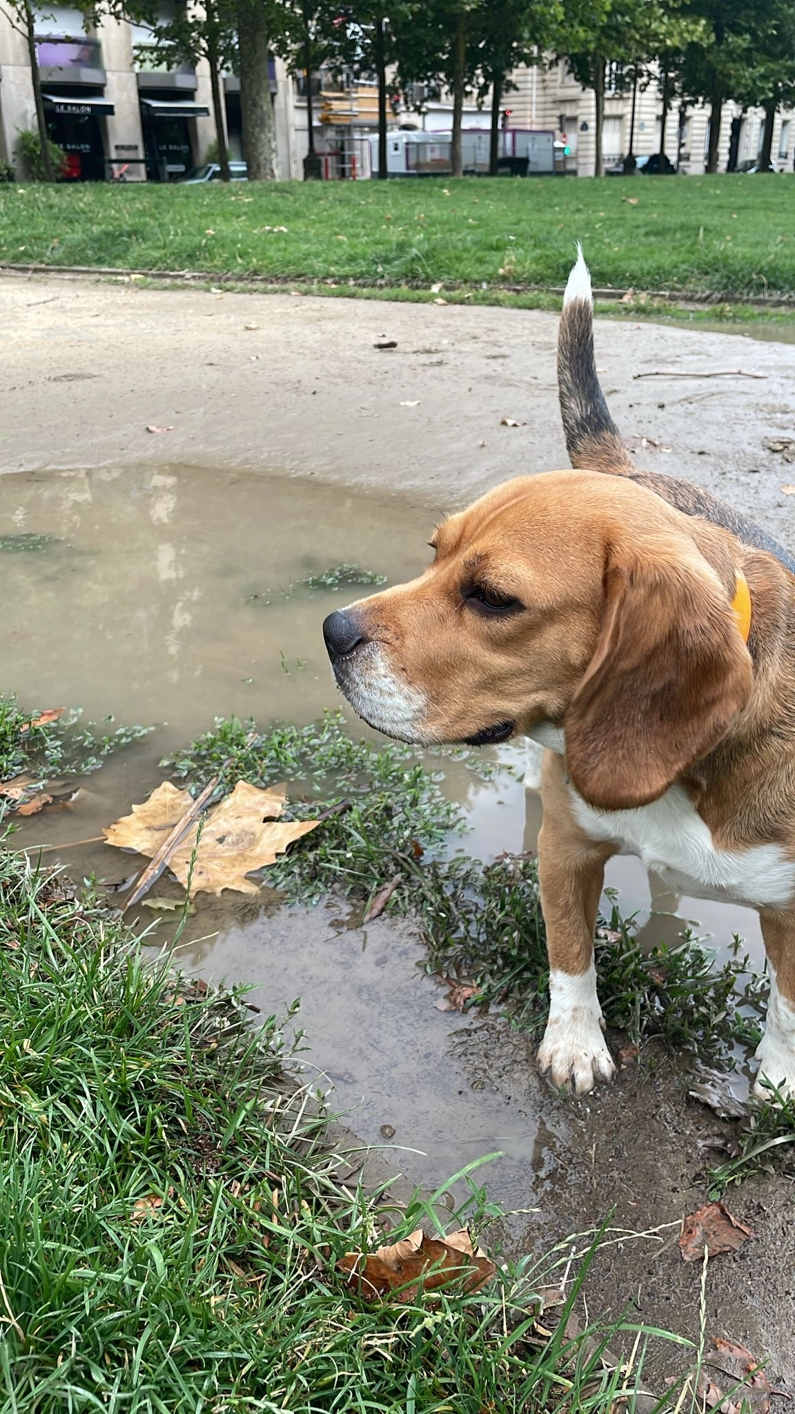 Simone - Avenue de Breteuil, Paris