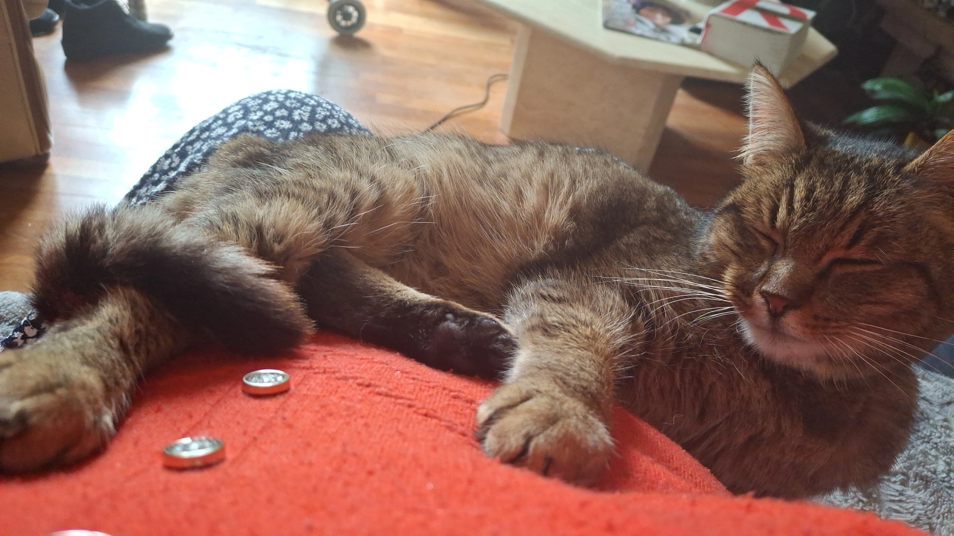 Calinou/Crapouille/Crapouillot - Rue Gagarine, Oyonnax