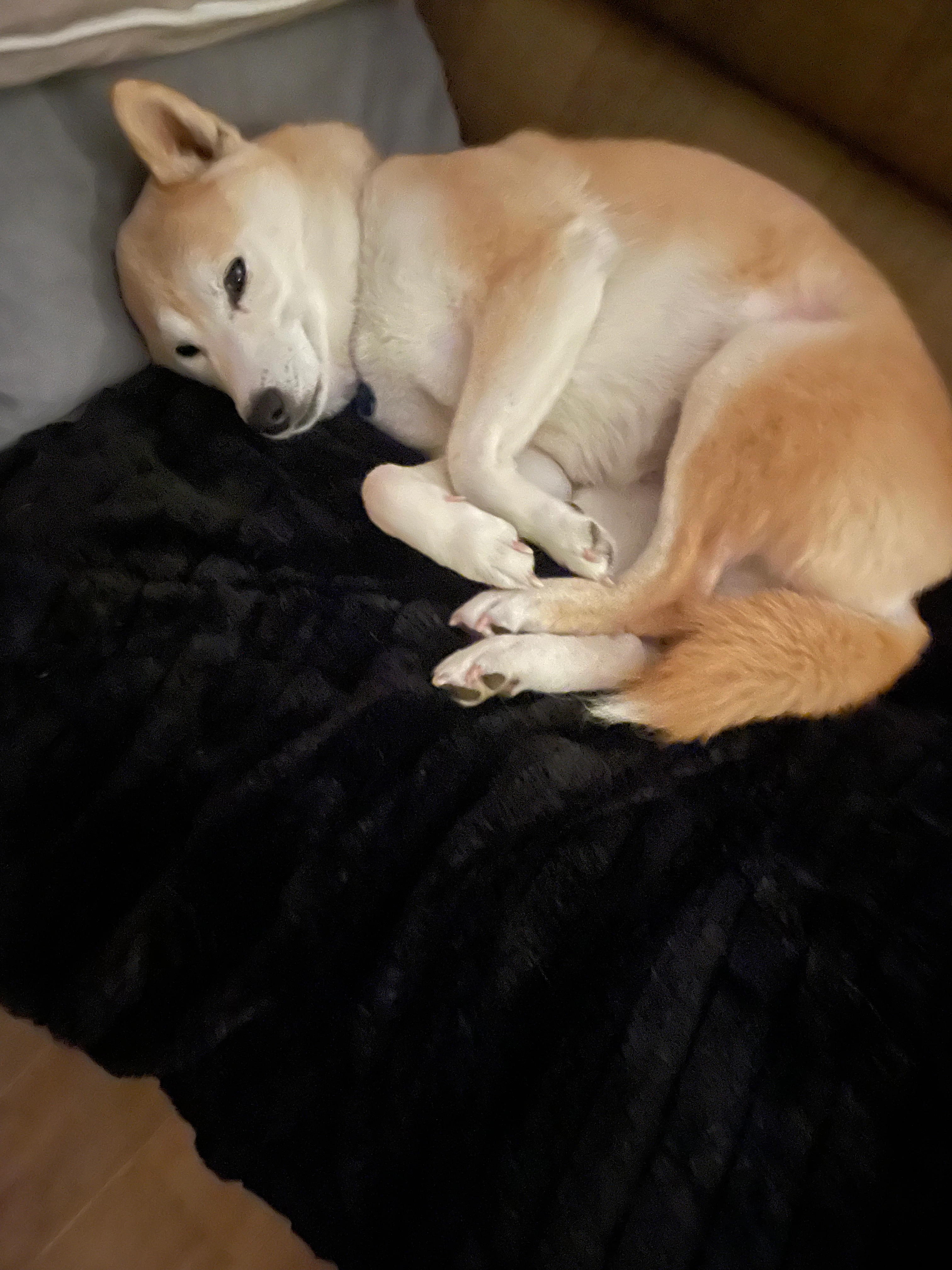 Hoshi - Steenbeek, Berlaar