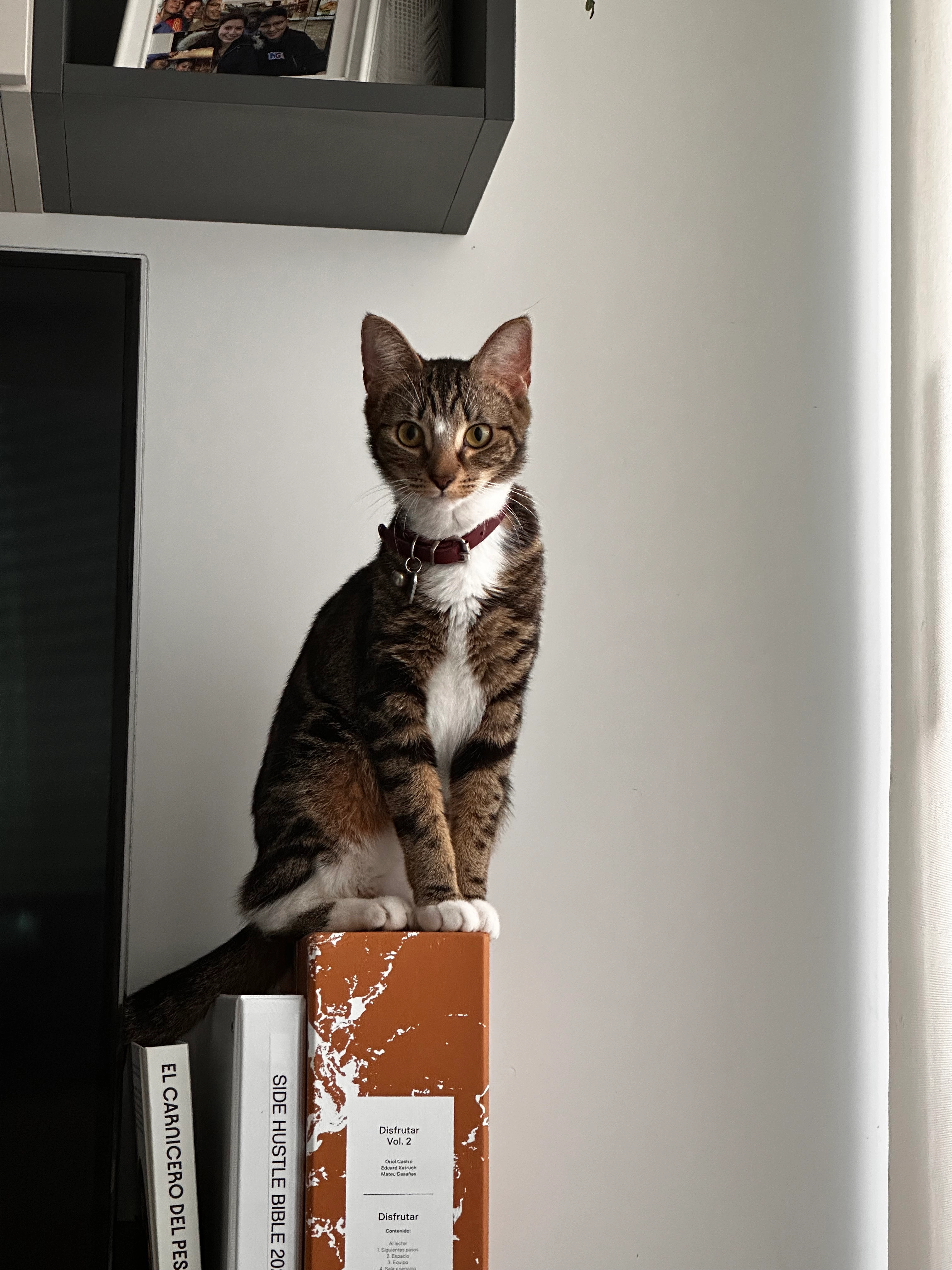 Tomasa - Calle Pleamar 3, Torrevieja