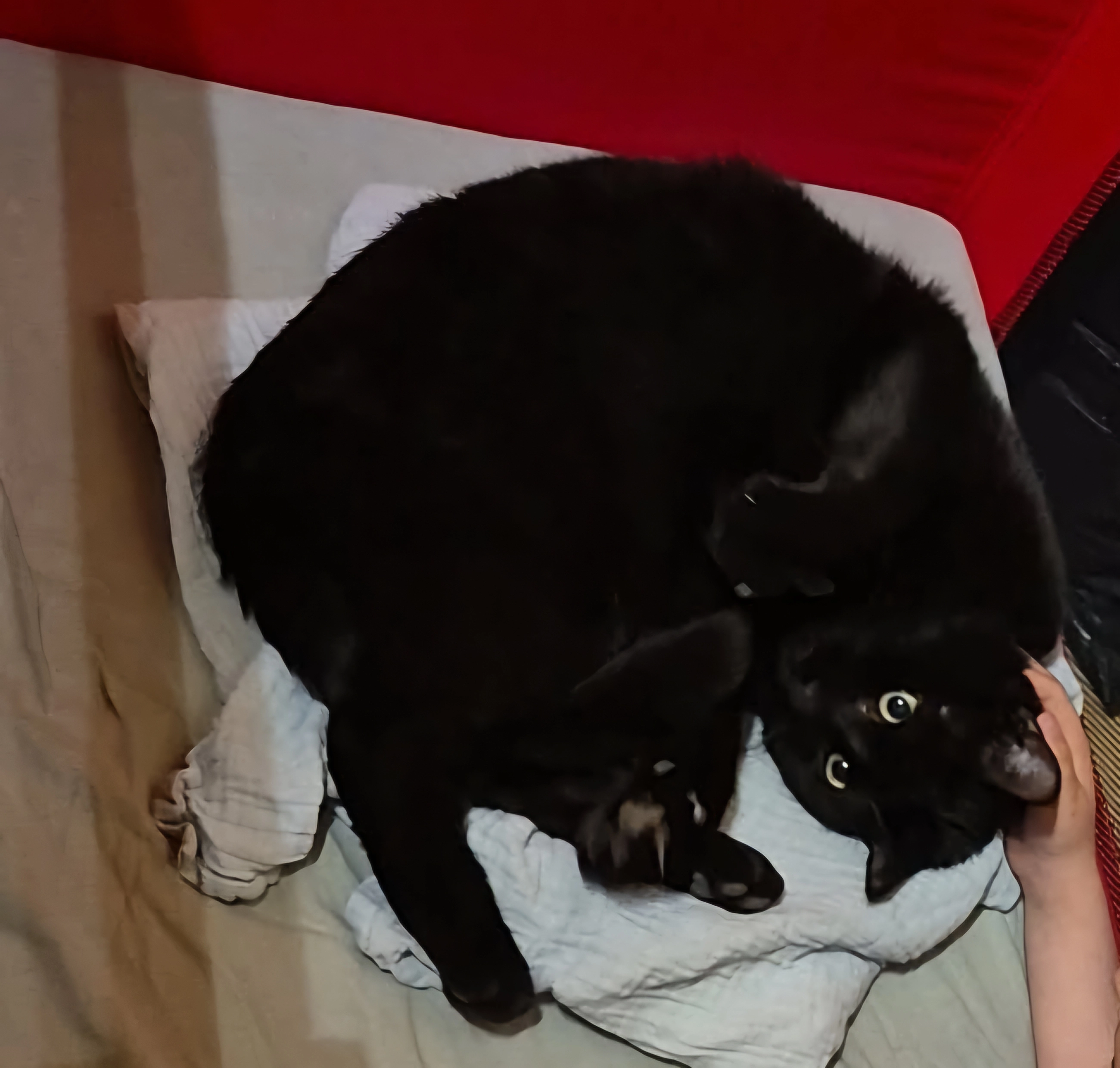 Mango - Adelbodenstrasse, Ried