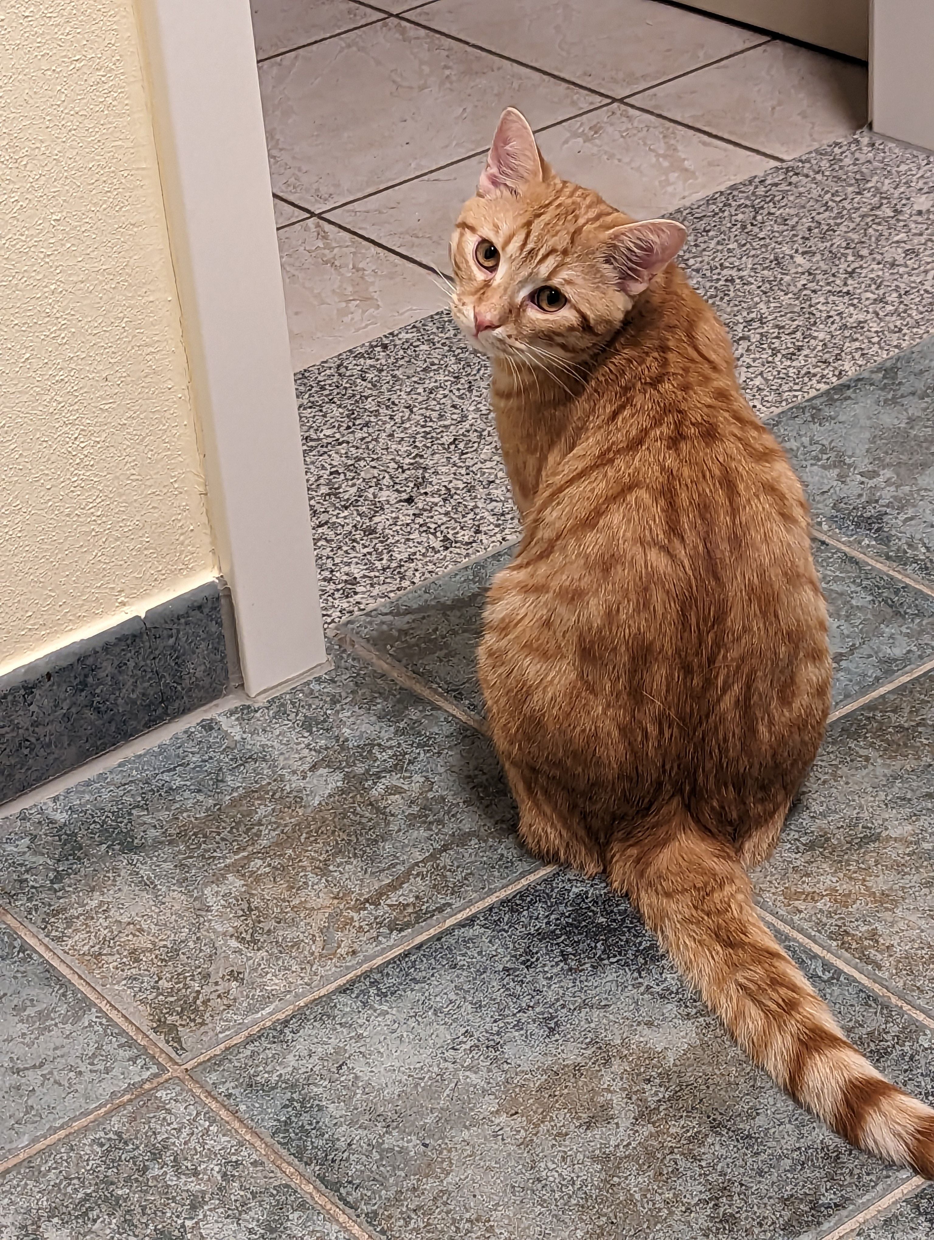 Garfield  - Heinrich-Heine-Straße, Apolda