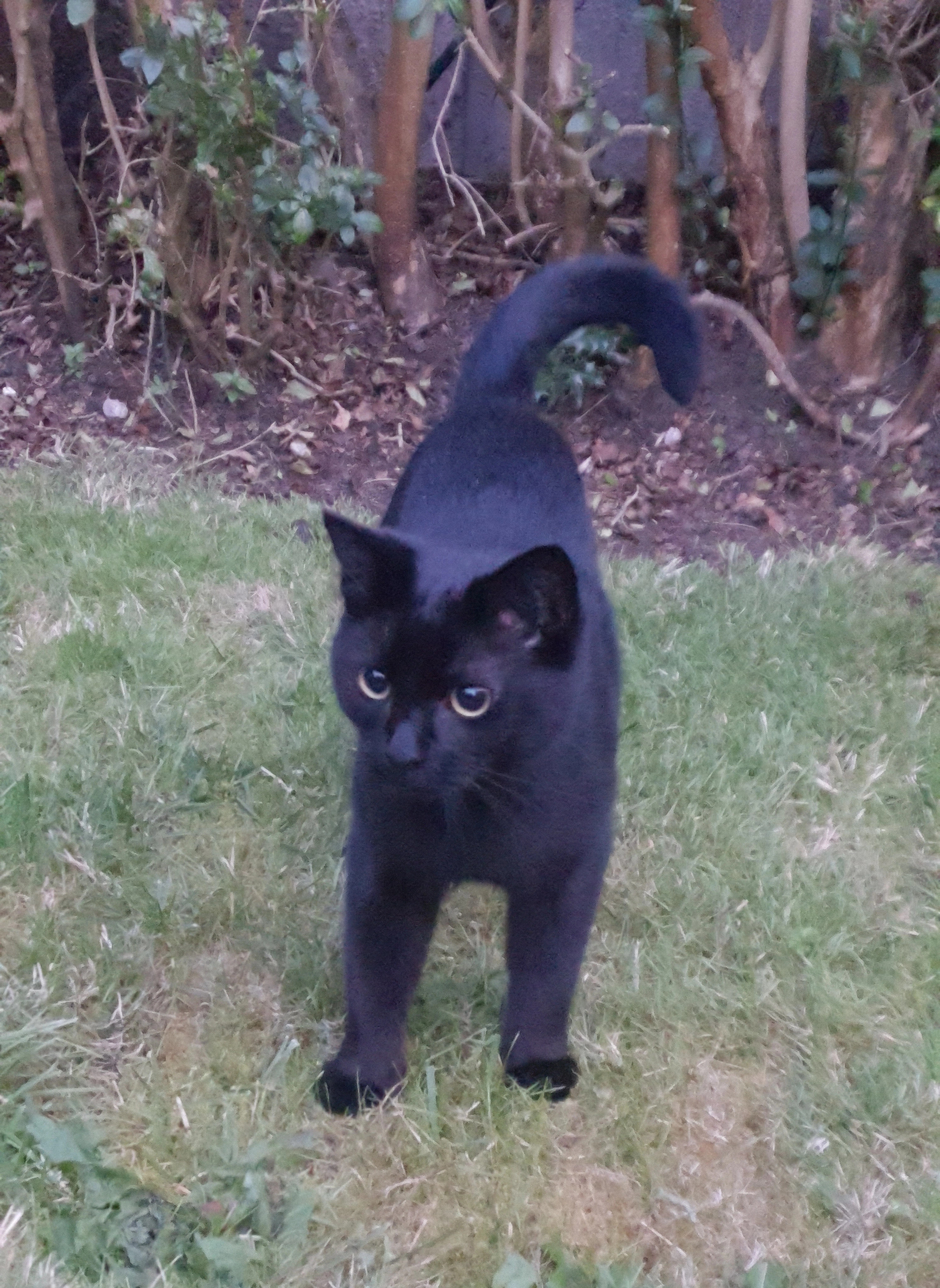 Pixel - Manor Crescent, Knutsford