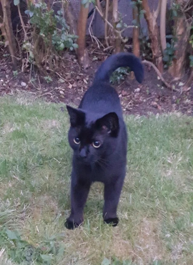 Pixel - Manor Crescent, Knutsford