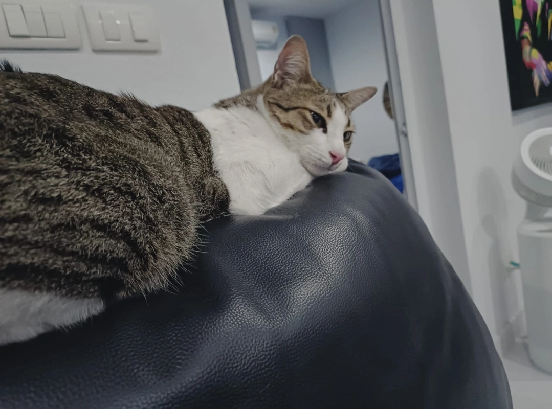 Rosé - ซอยหมู่บ้านมิลล์พูลวิลล่า, ตำบลหนองแก