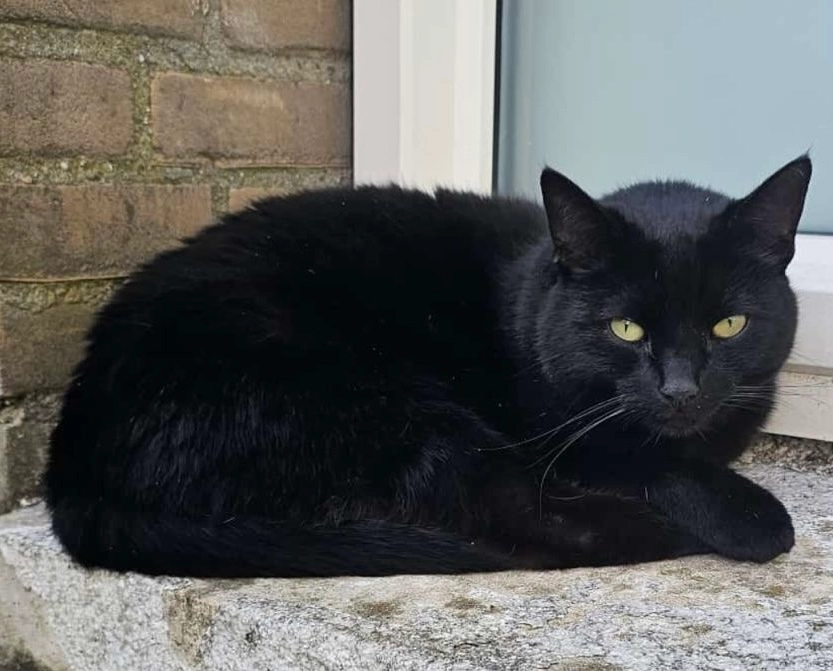 Zorro - Hunenveldlaan 79 Oldenzaal, Overijssel