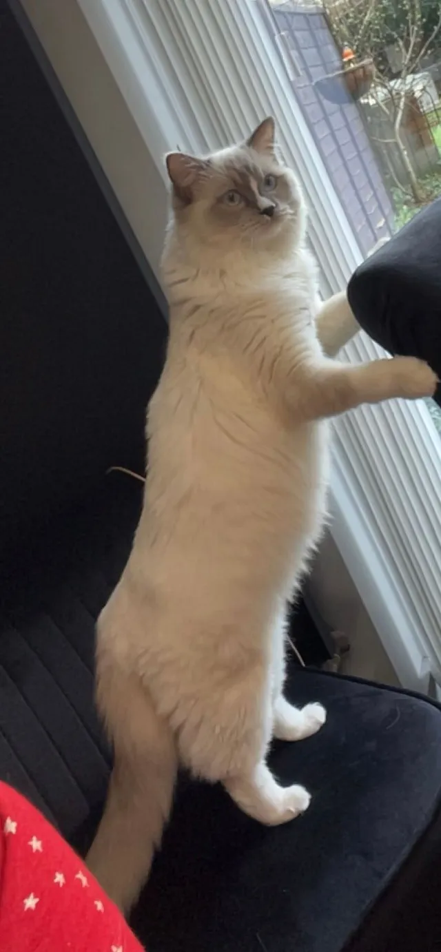 Luna - Perrylands, Horley