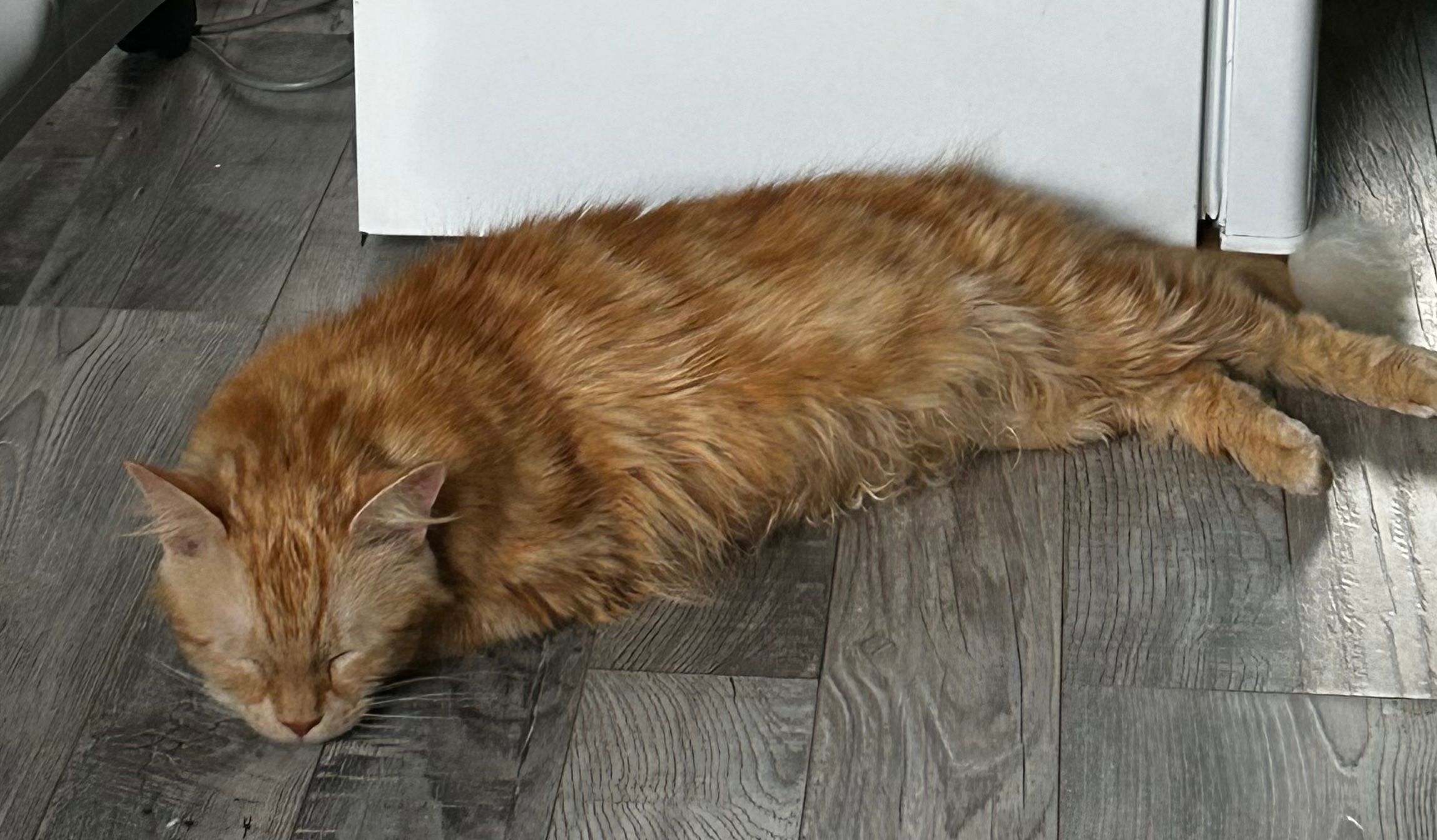 Patrick - Longfield Gardens, Carrickfergus