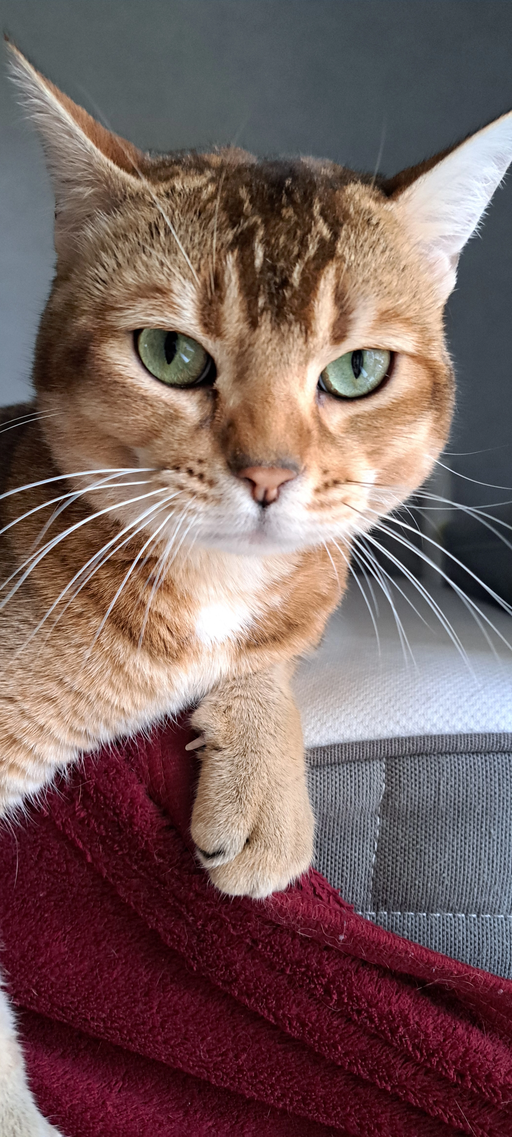 Kotiza - Hofackerzeile 2, Berlin