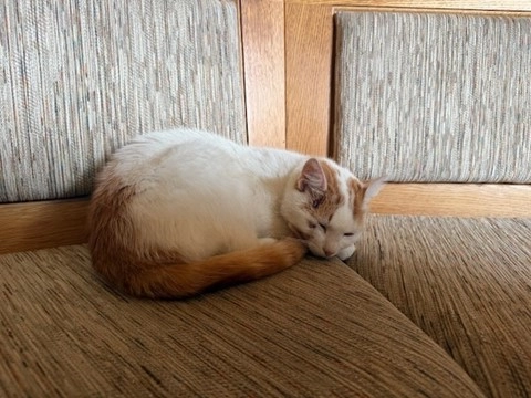 Pinki  - Aichbergstraße 16, Dunkelsteinerwald