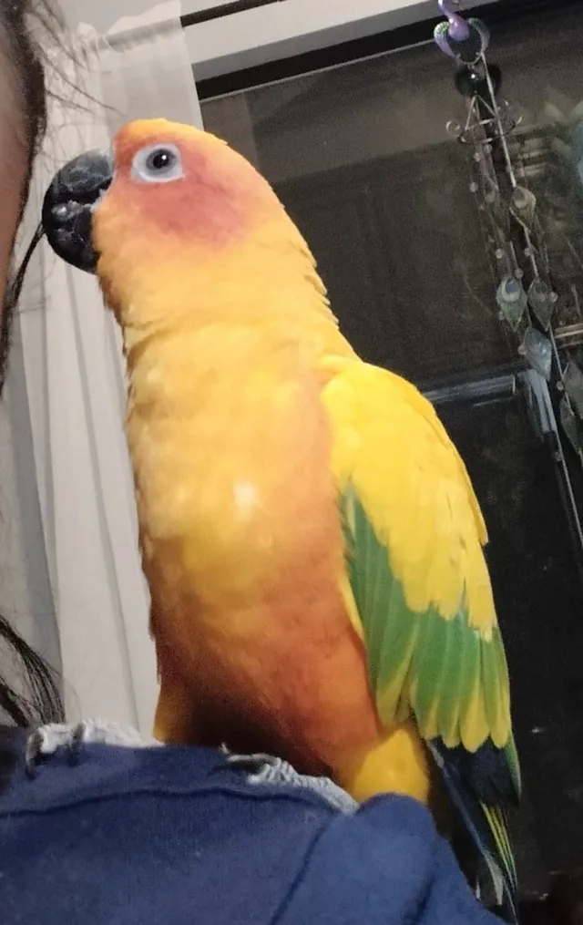 Mango - 9279 November Dr, Elk Grove