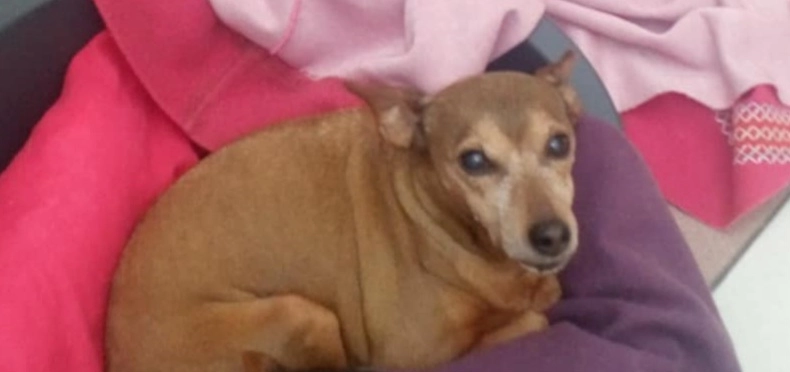 Hadja  - Rue Jardines, Caudry