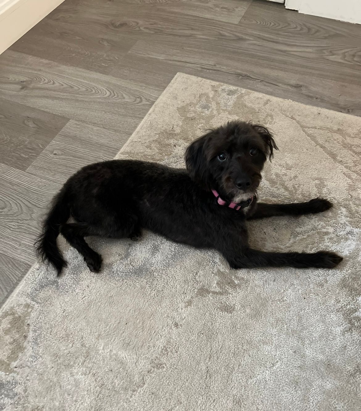 Poppy - Alfold Bypass, Cranleigh