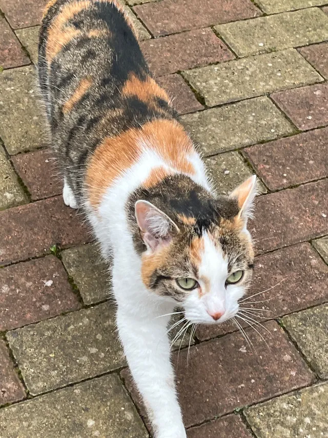 Ivy - Springfell, Chester-le-Street